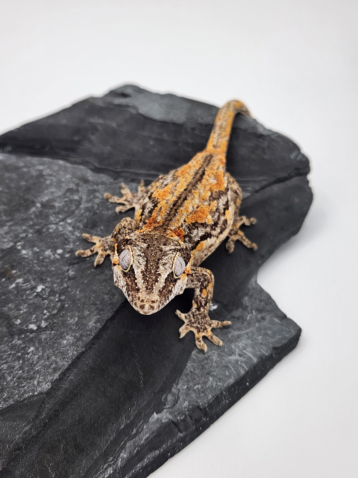 Gargoyle Gecko - SOLD - Female DOB 06-25-22 - (Griffin x Licorice)