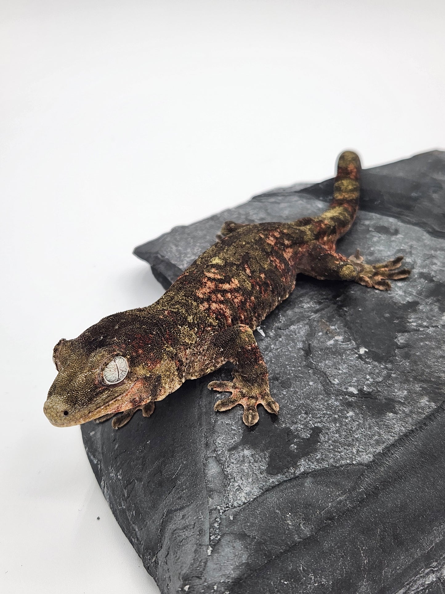 Chahoua Gecko - Male PI DOB 12-20-22 (Jor-El x Buttercup)