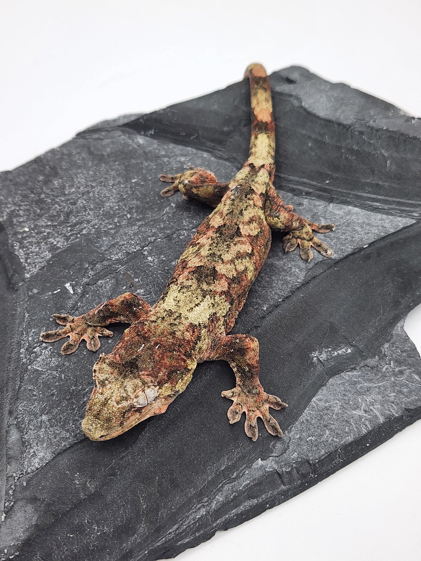 Chahoua Gecko - Female PI DOB 11-16-22 (Idaho x Tokay)