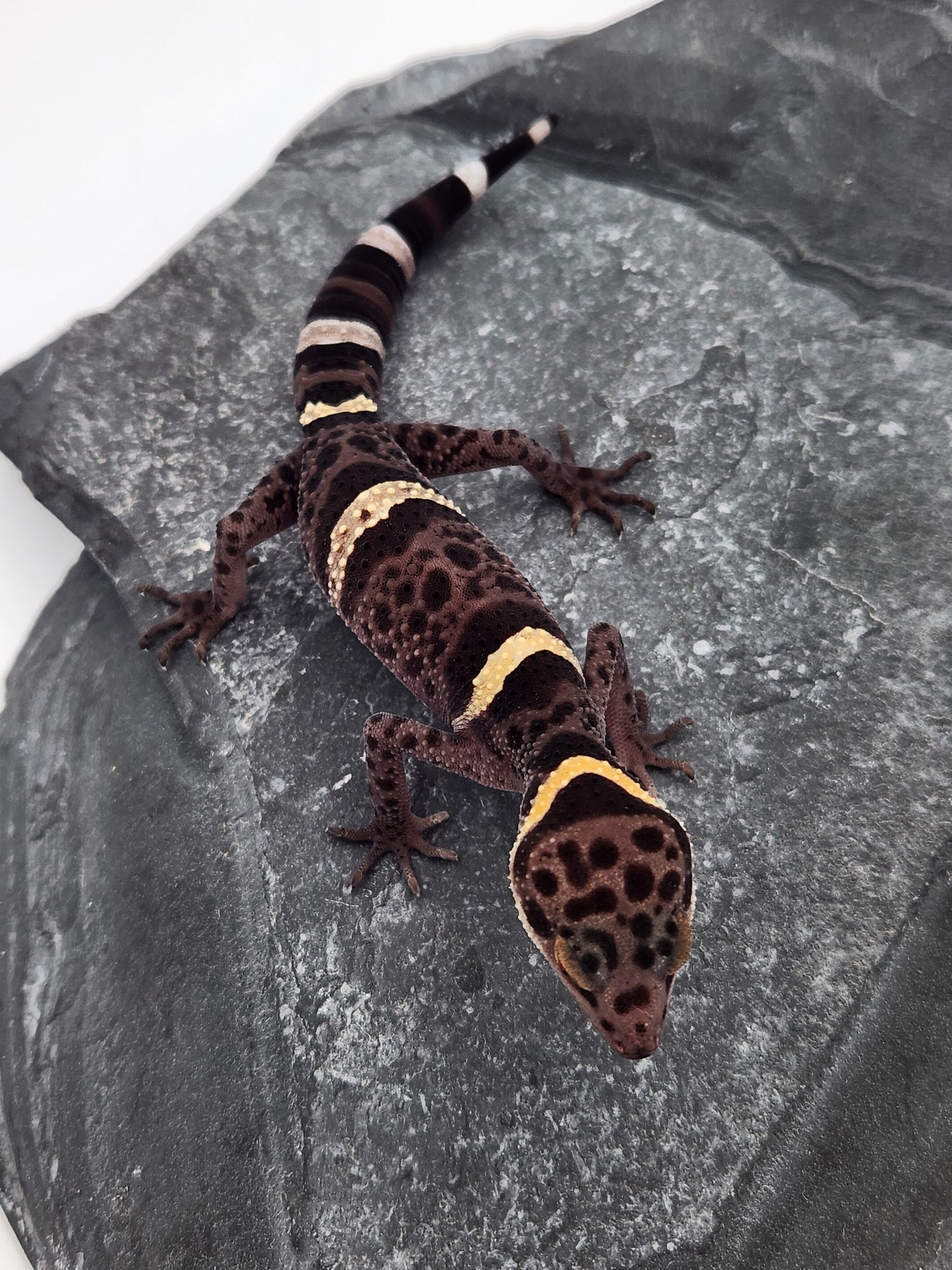 Chinese Cave Gecko - Female - Ross B #11