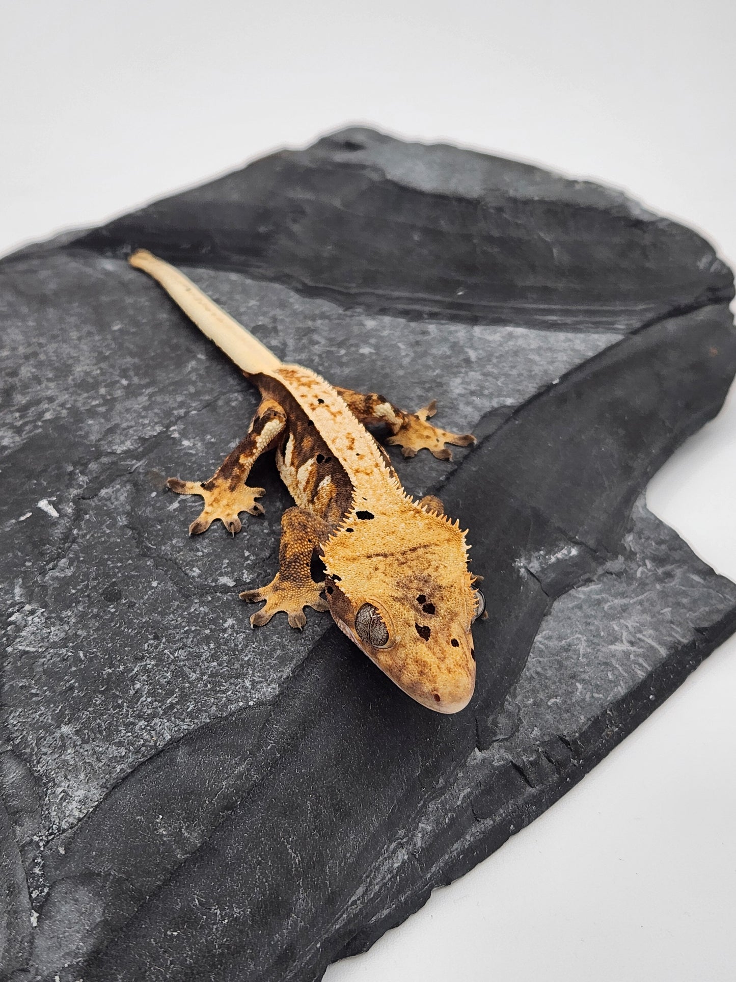 Crested Gecko - Female DOB 11-08-23 (Chai x Echo #13)