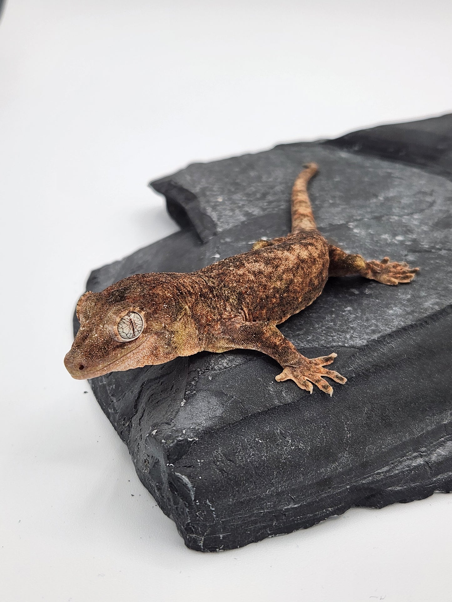 Chahoua Gecko - Possible Female PI DOB 11-27-23 (Kermit x Sophia)