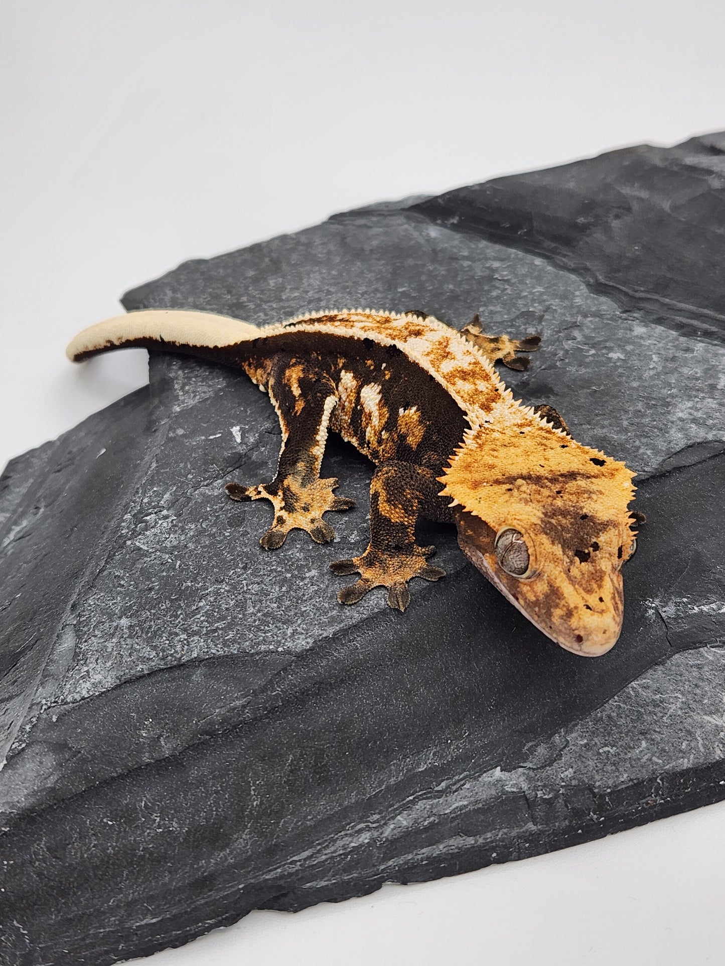 Crested Gecko - Female DOB 06-06-23 (Chai x Echo 7)