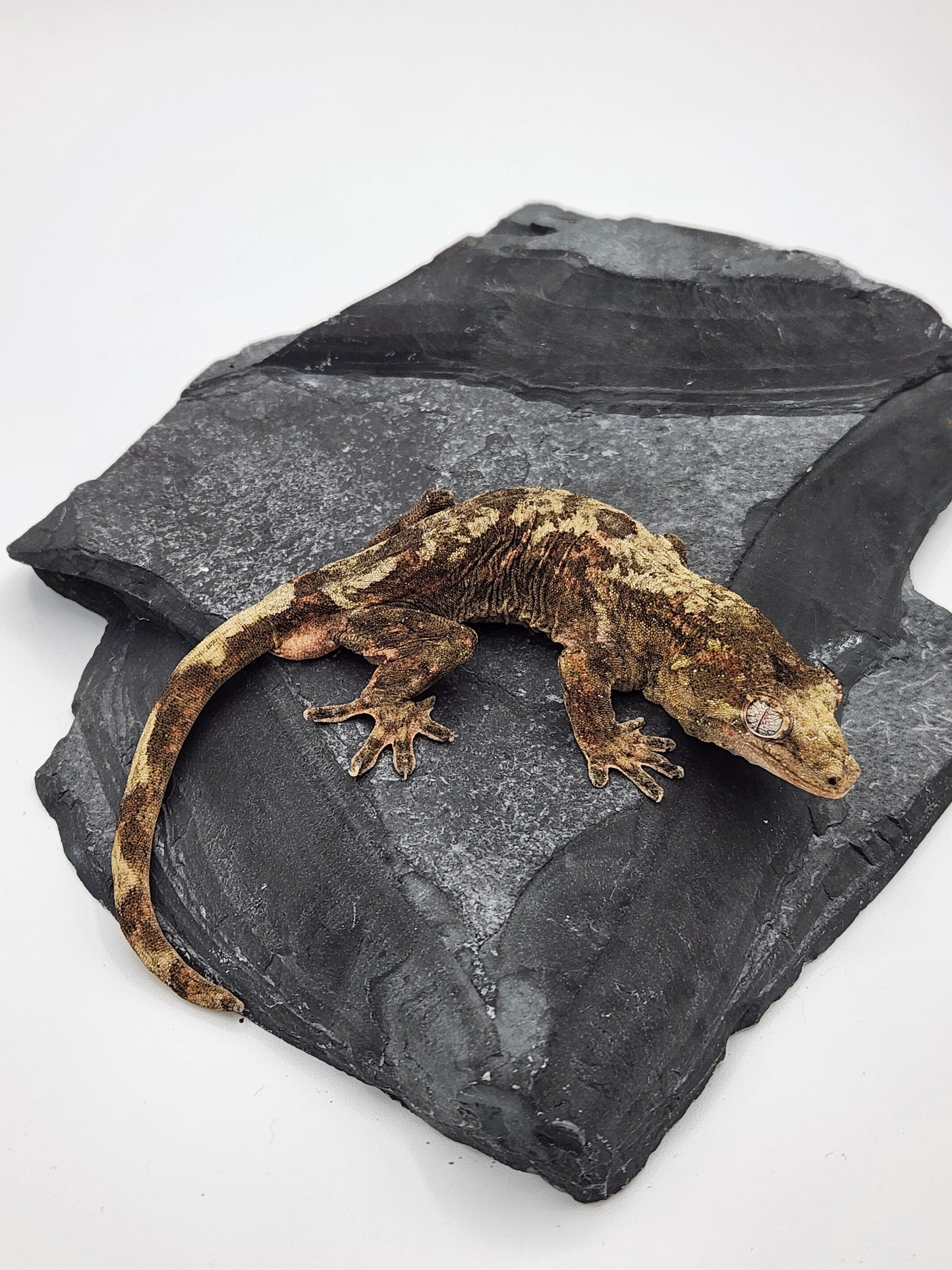 Chahoua Gecko - Male PI DOB 09-18-23 (Kermit x Sophia)