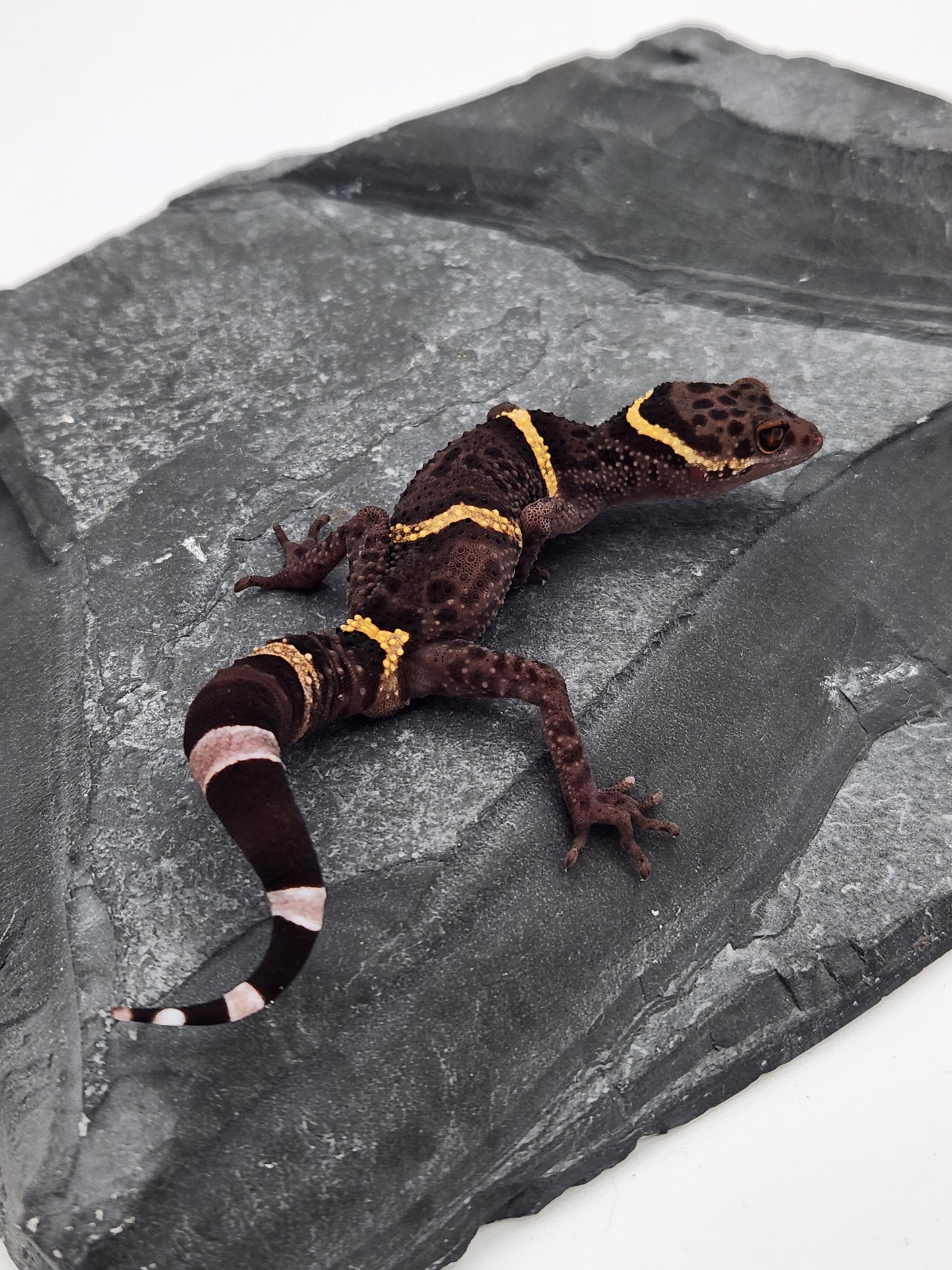 Chinese Cave Gecko - Male - Ross B #18