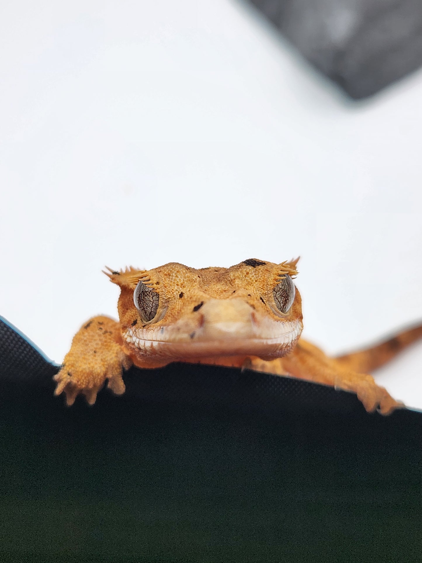Crested Gecko - Female DOB 12-06-23 (Dot x Spot #8)