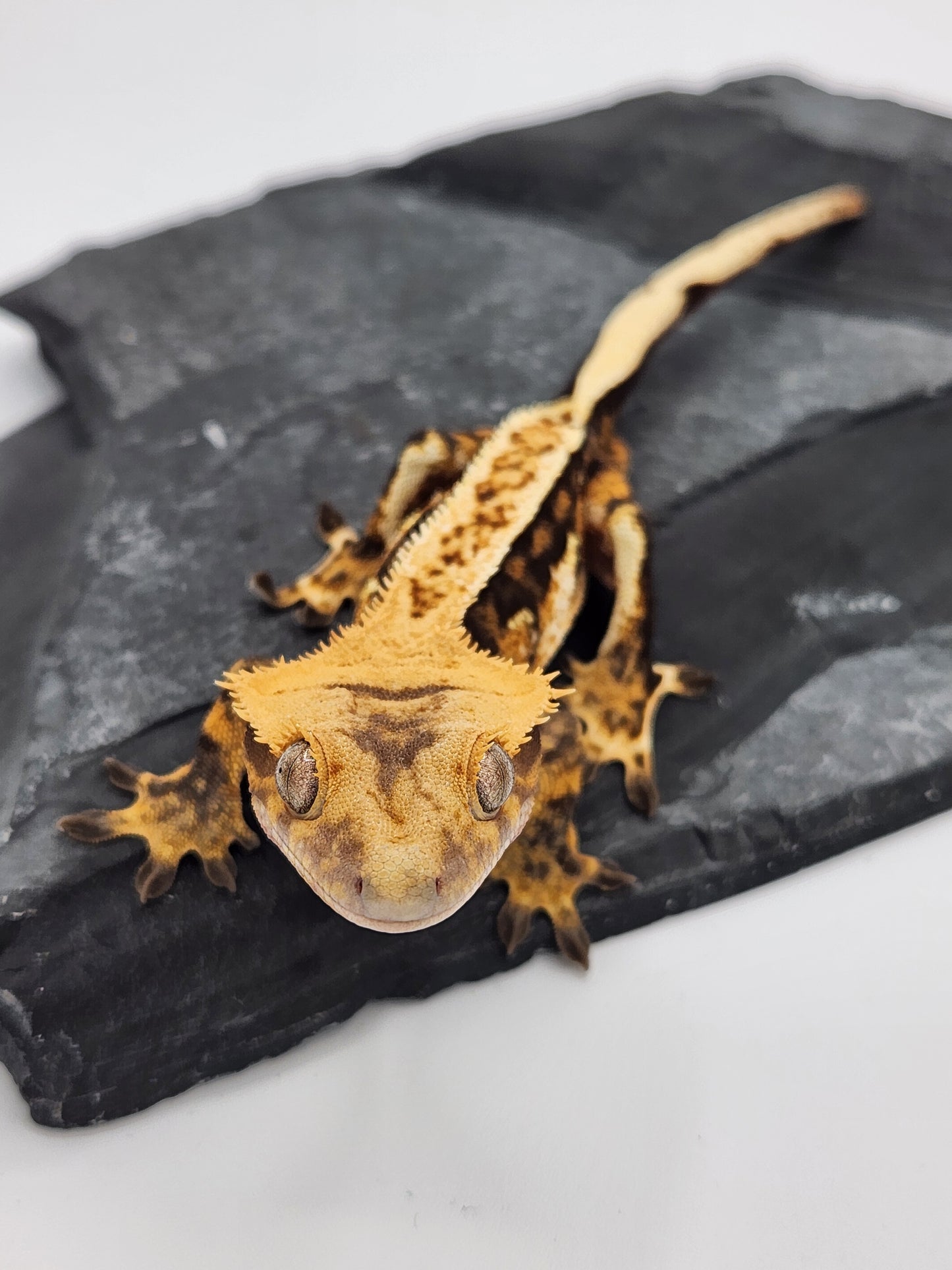 Crested Gecko - Male DOB 07-06-23 (Nala x Speedy/Chevron 8)