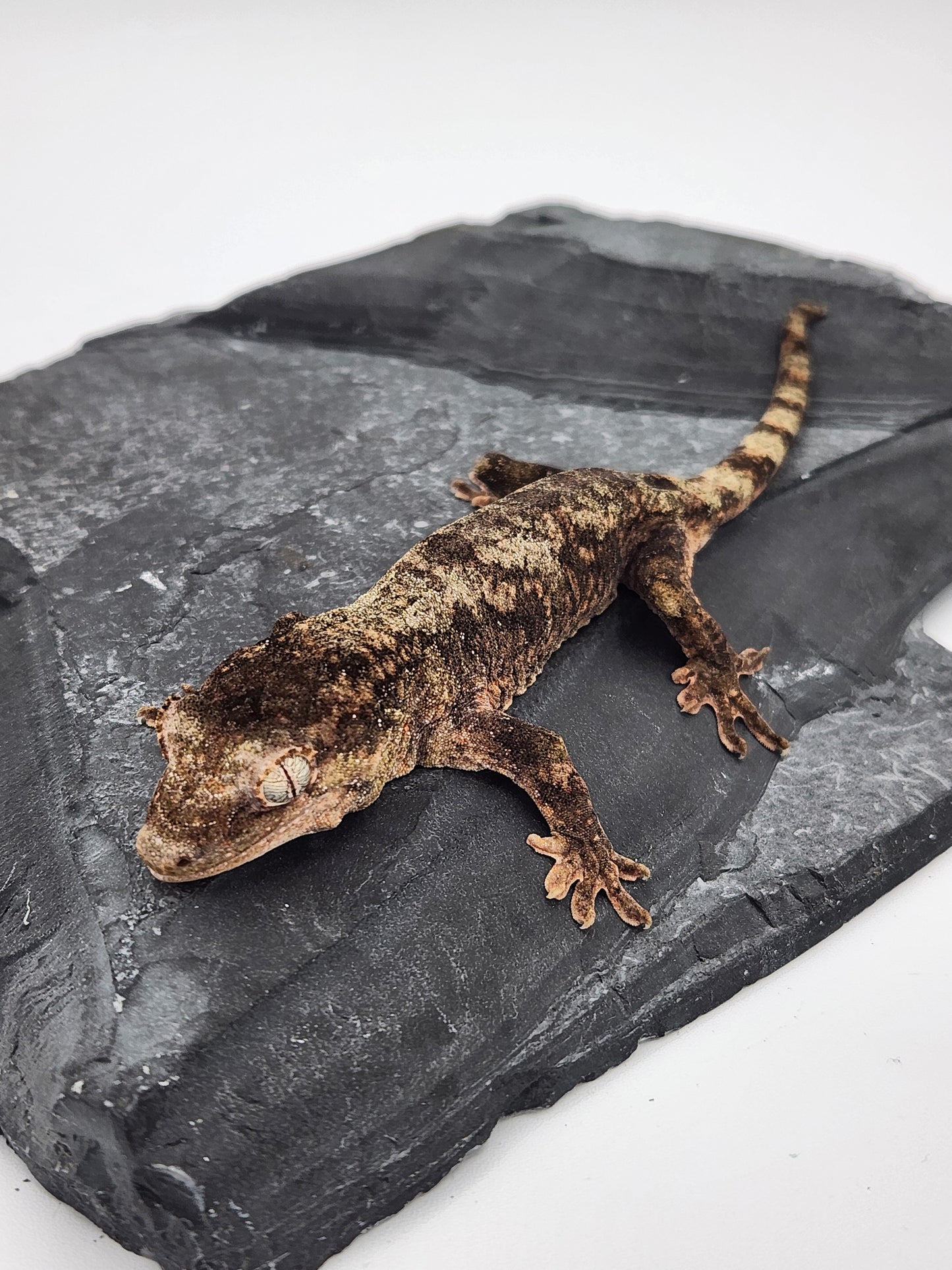 Chahoua Gecko - Male PI DOB 09-17-23 (Kermit x Sophia)