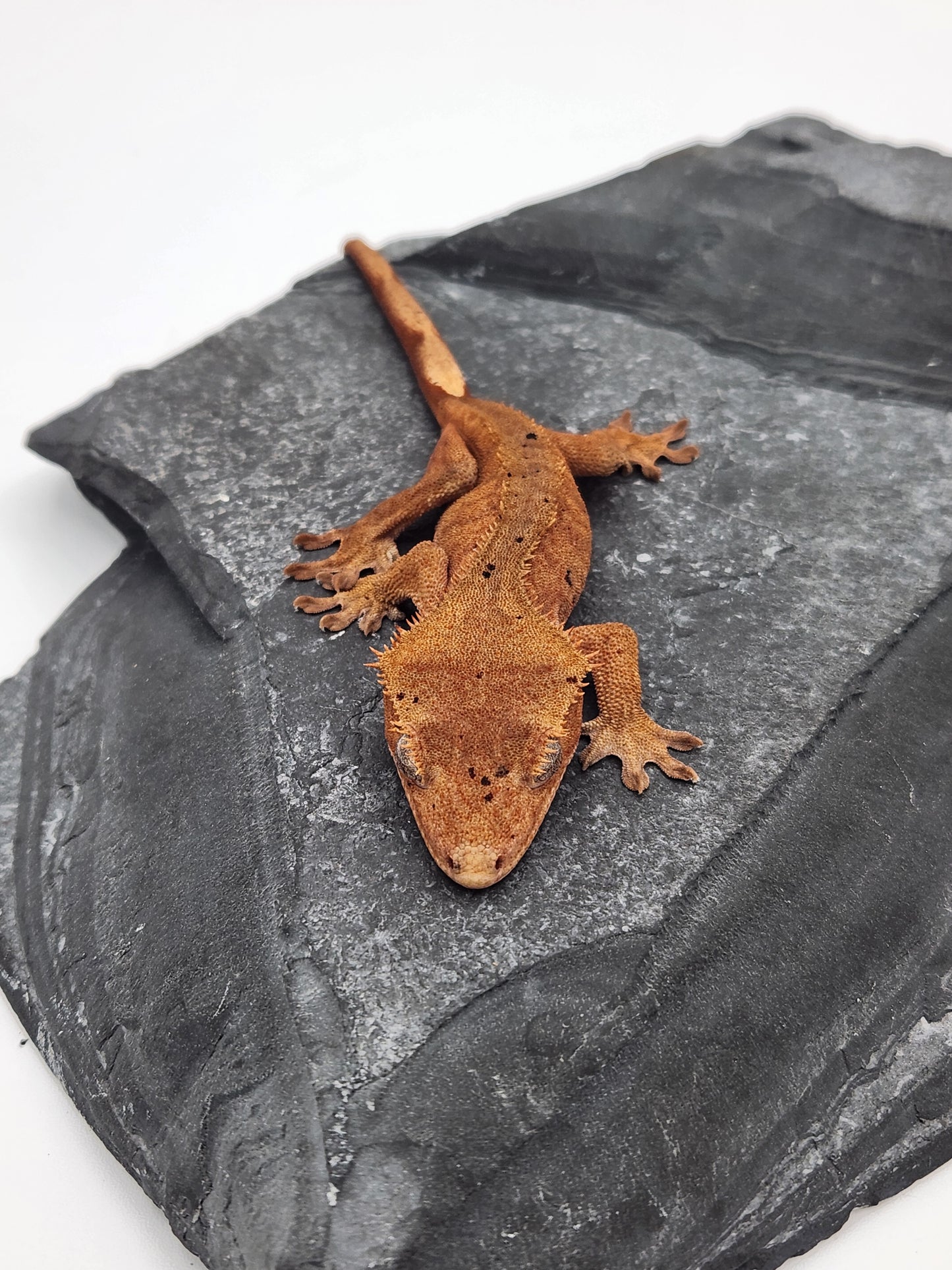 Crested Gecko - Female DOB 11-24-23 (Mocha x Spot #7)