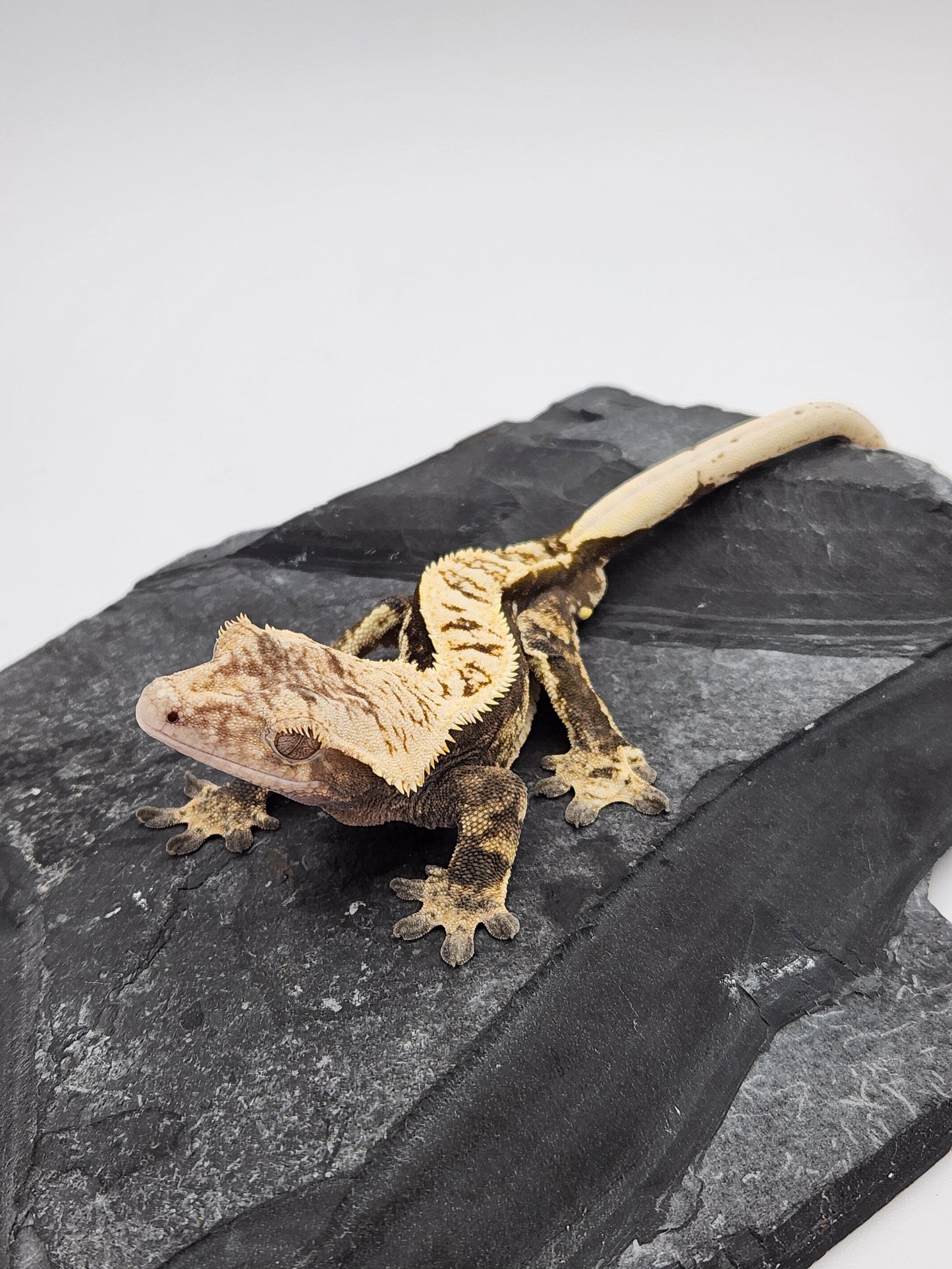Crested Gecko - Male (Paris Reptiles PS3)