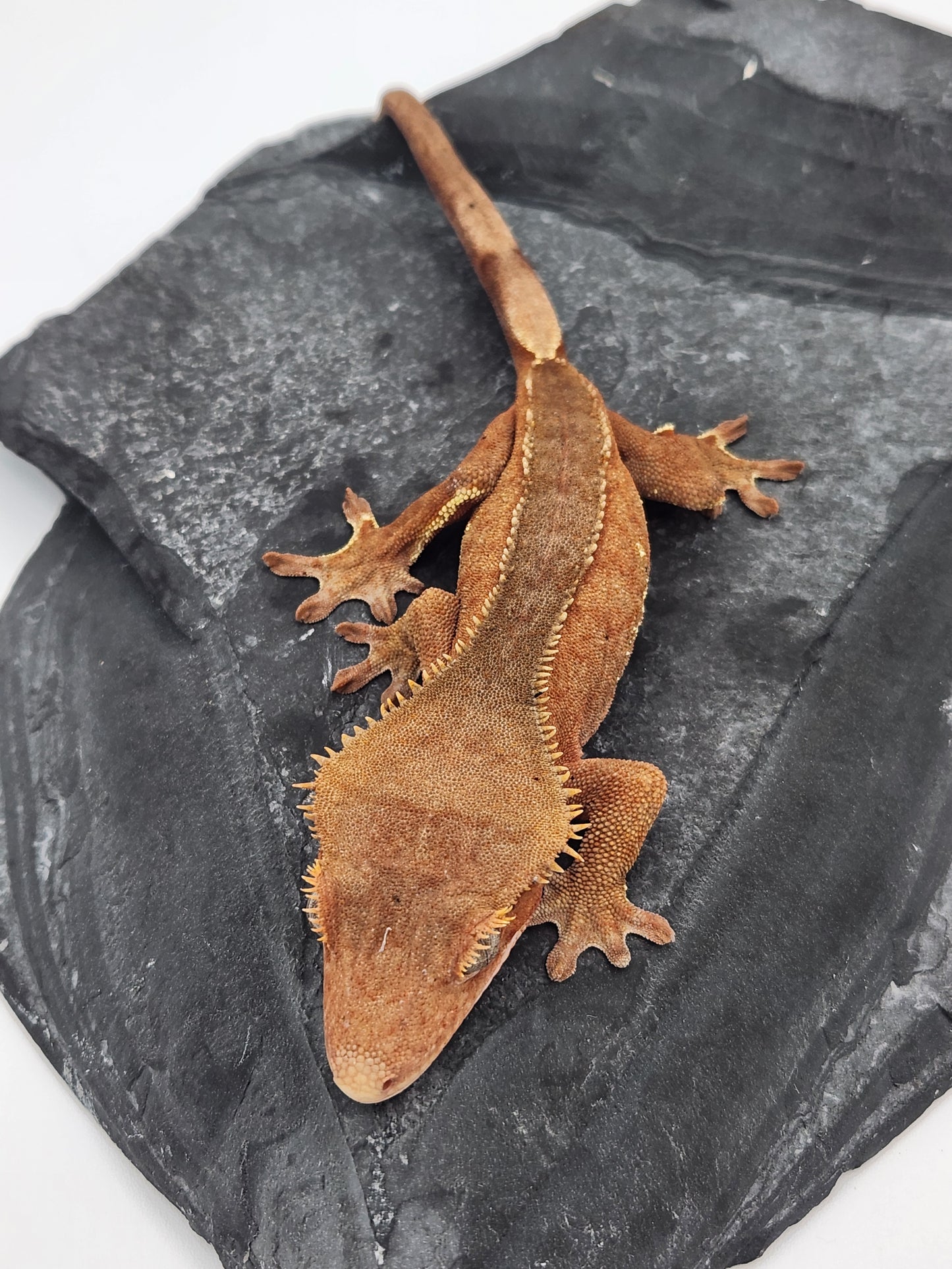 Crested Gecko - Female DOB 10-26-22 (Fraoch x Loyal)