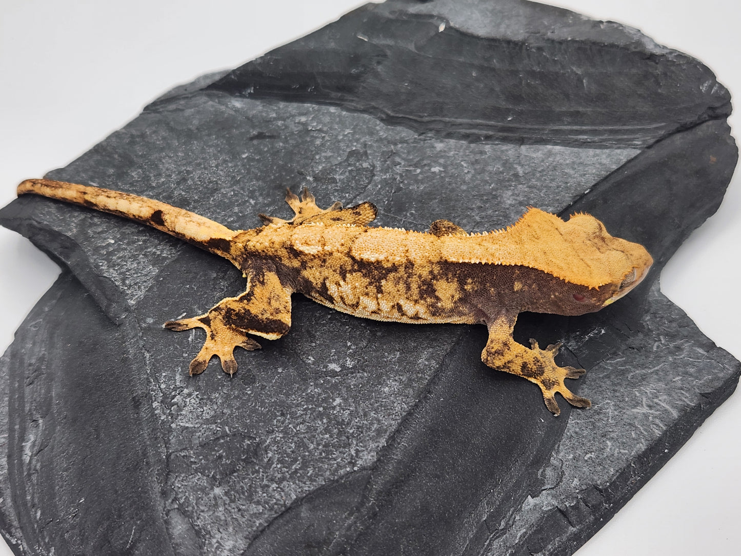Crested Gecko - Female DOB 10-21-22 (Anima x McJimsey)
