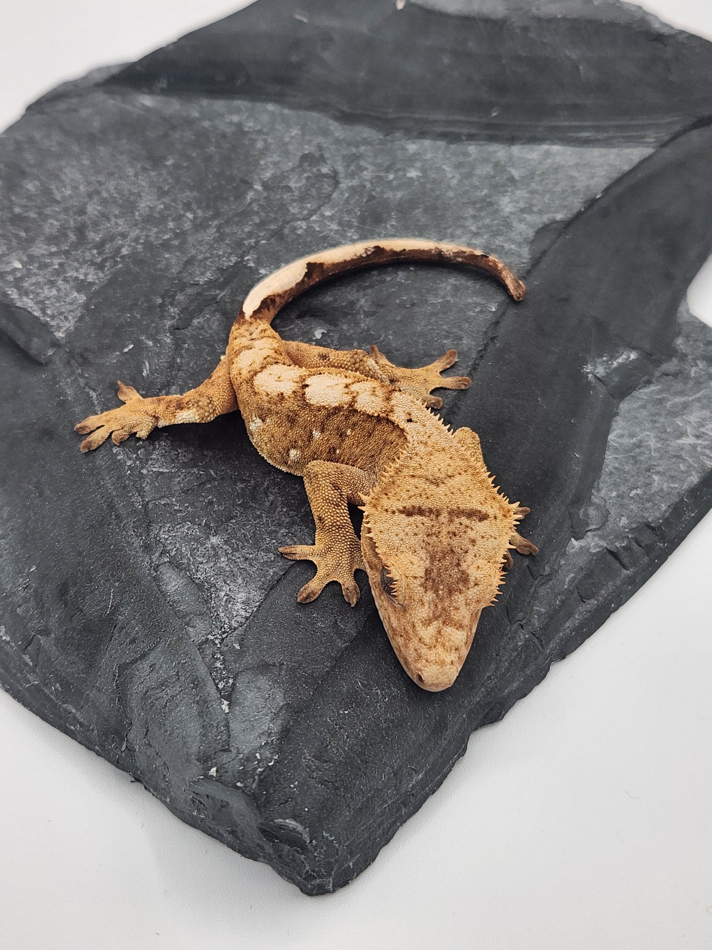 Crested Gecko - Male DOB 09-08-22 (Prism x Godiva)