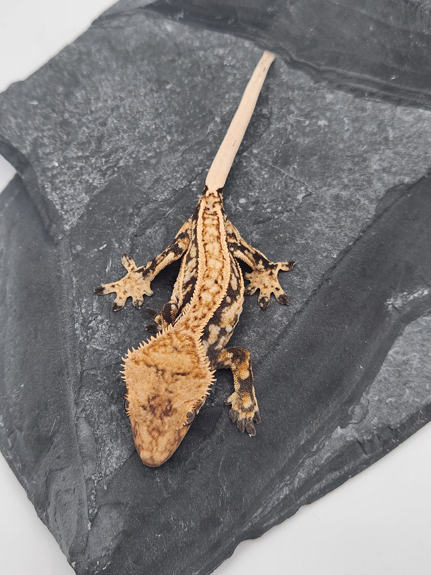 Crested Gecko - Male DOB 09-11-23 (Max x Quad)