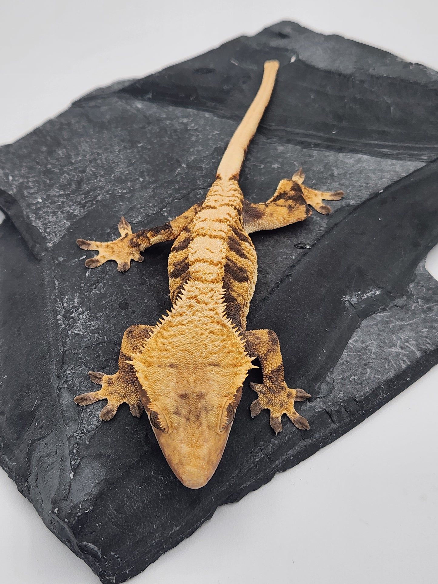 Crested Gecko - Female DOB 12-13-22 (Radiance x Haku)