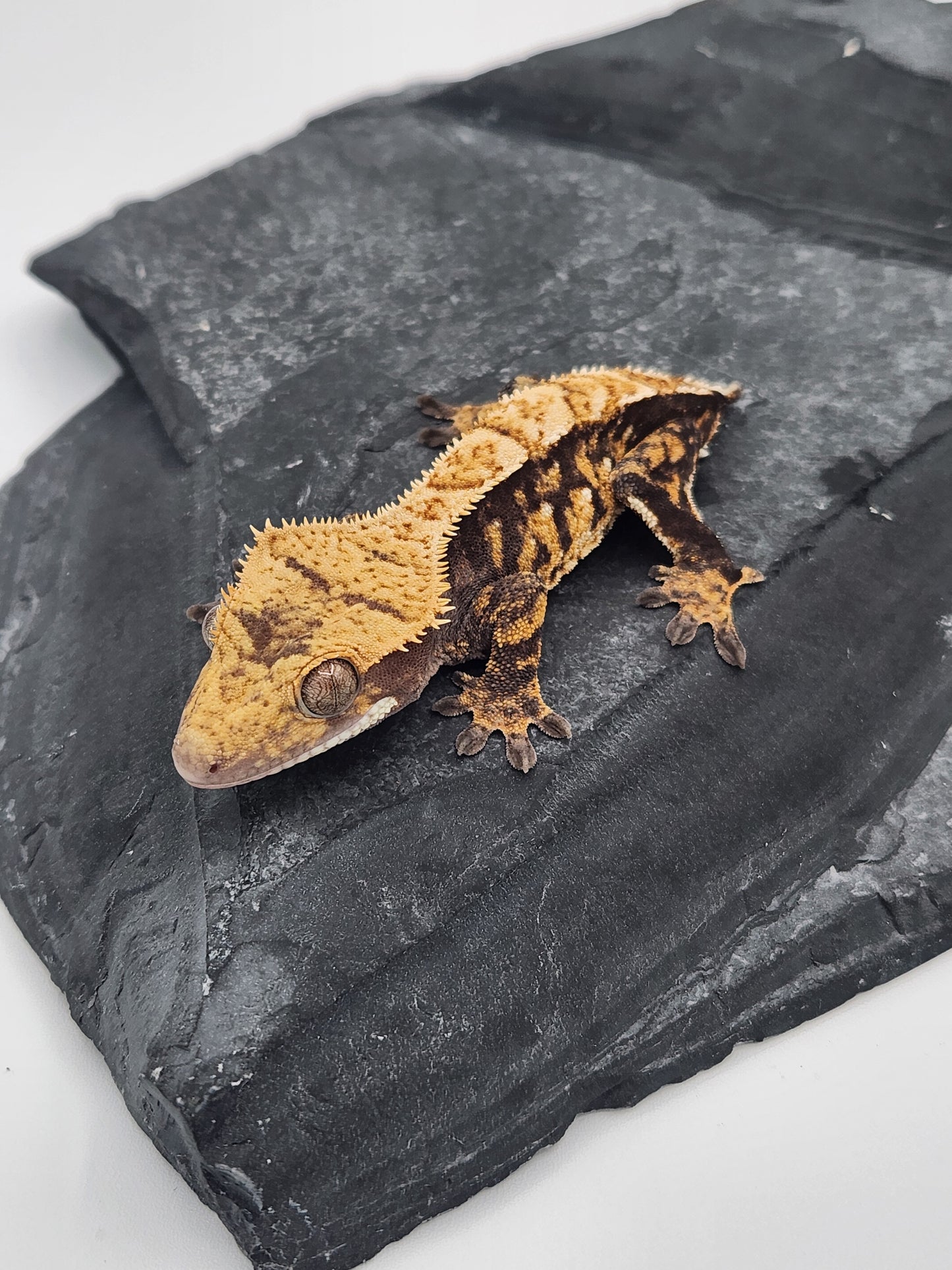 Crested Gecko - Male DOB 11-09-23 (Mark Pink x Origin)