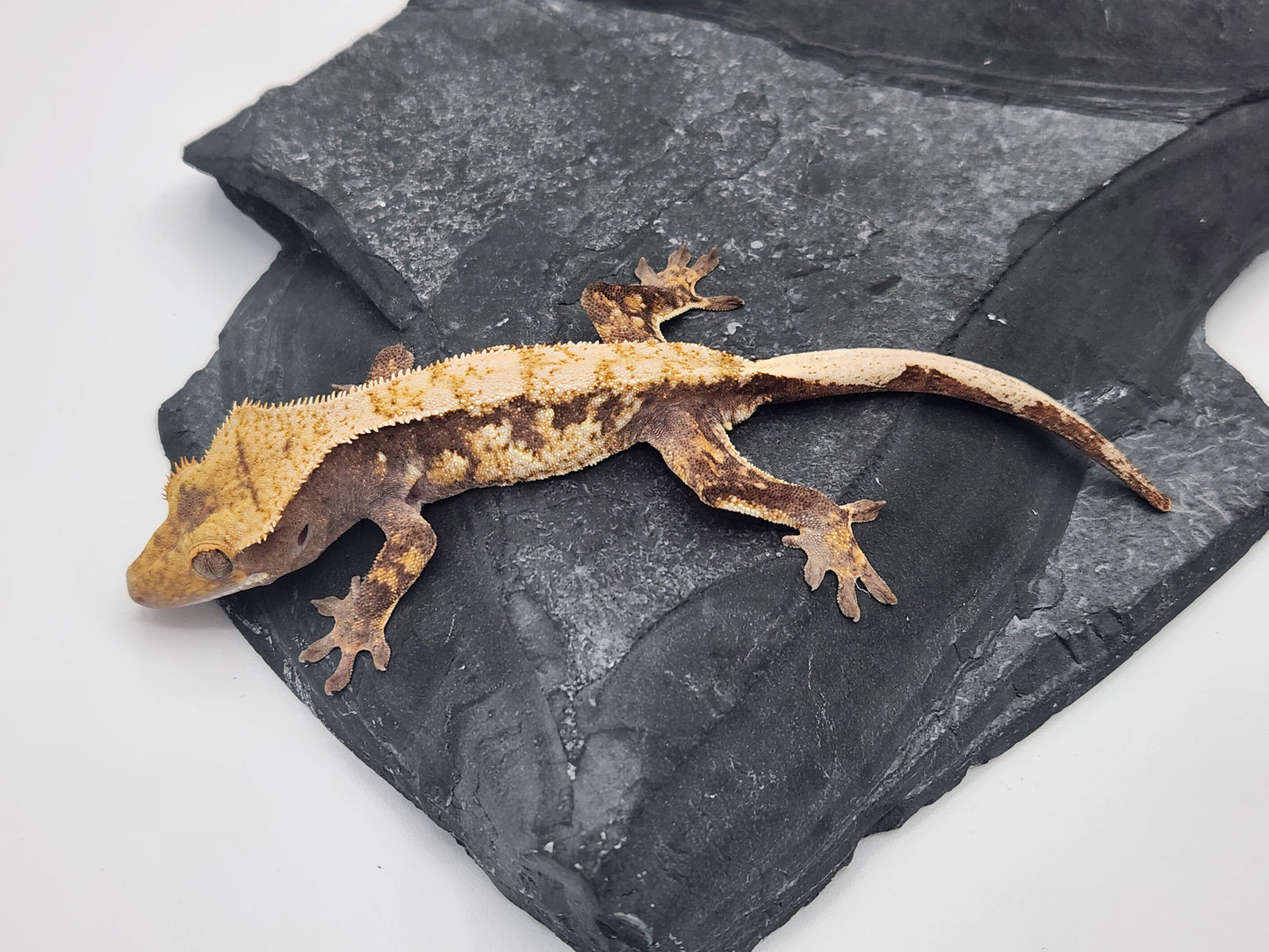 Crested Gecko - Male DOB 07-27-23 (Mark Pink x Origin)