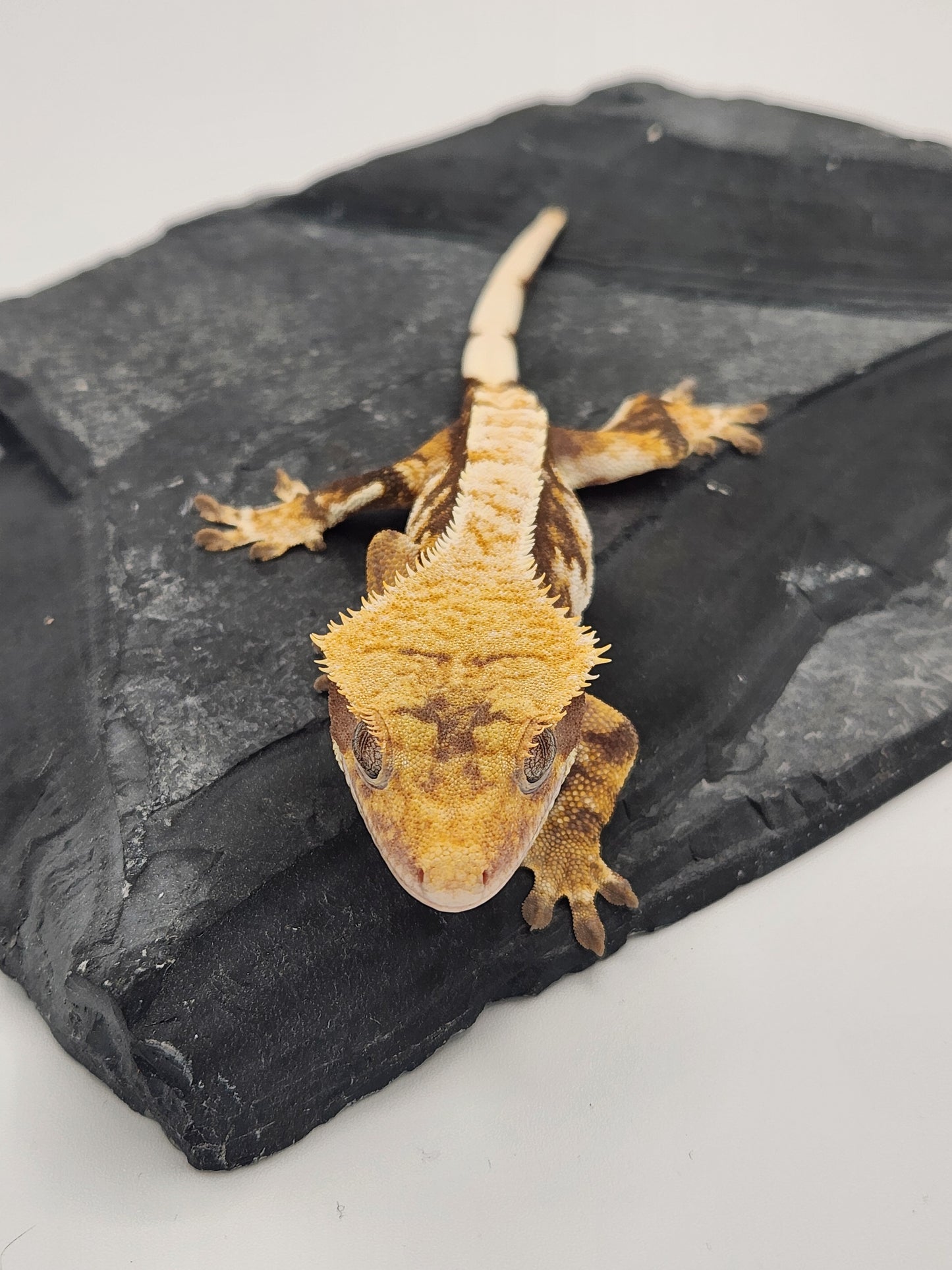 Crested Gecko - Female DOB 10-13-22 (Starmunch x Brock)
