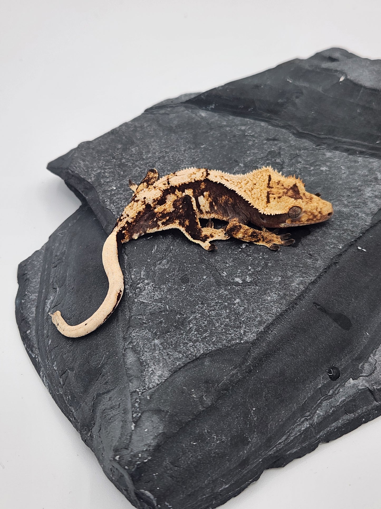 Crested Gecko - Female DOB 07-31-23 (Lightyear x Saturn)