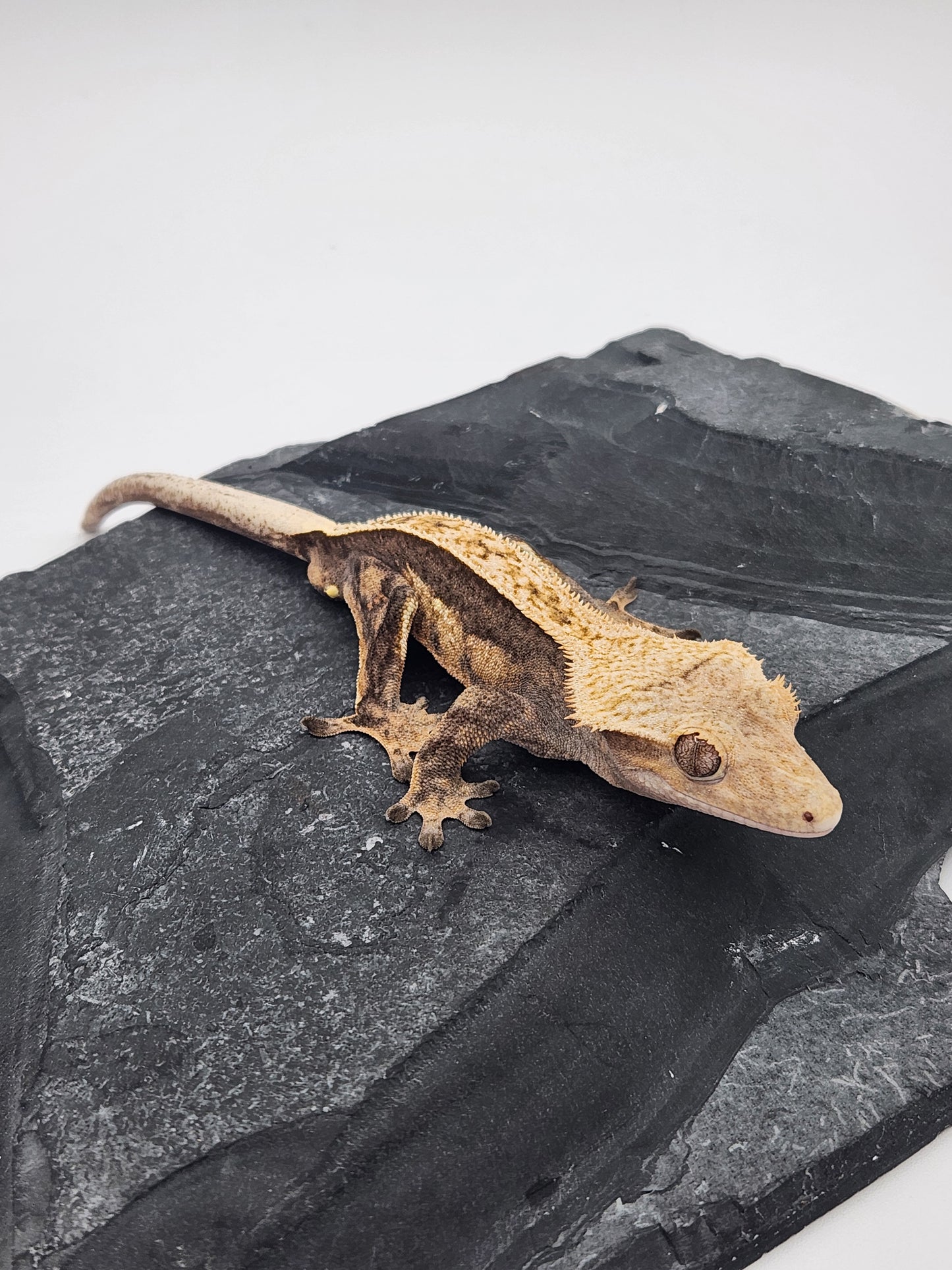 Crested Gecko - Male DOB 09-10-22 (Titus x Starfire)