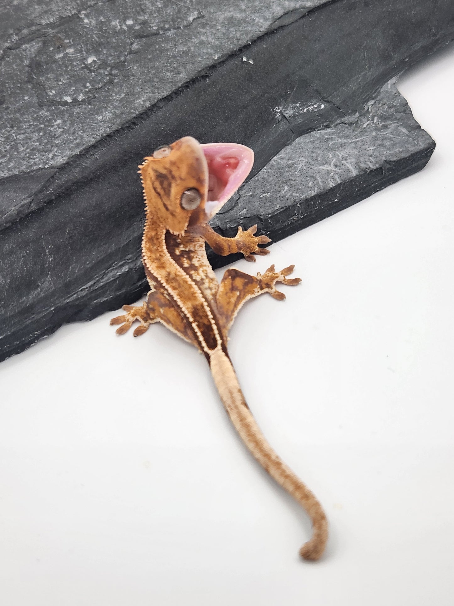 Crested Gecko - Unsexed DOB 11-13-24 (Magnana x Onyx)