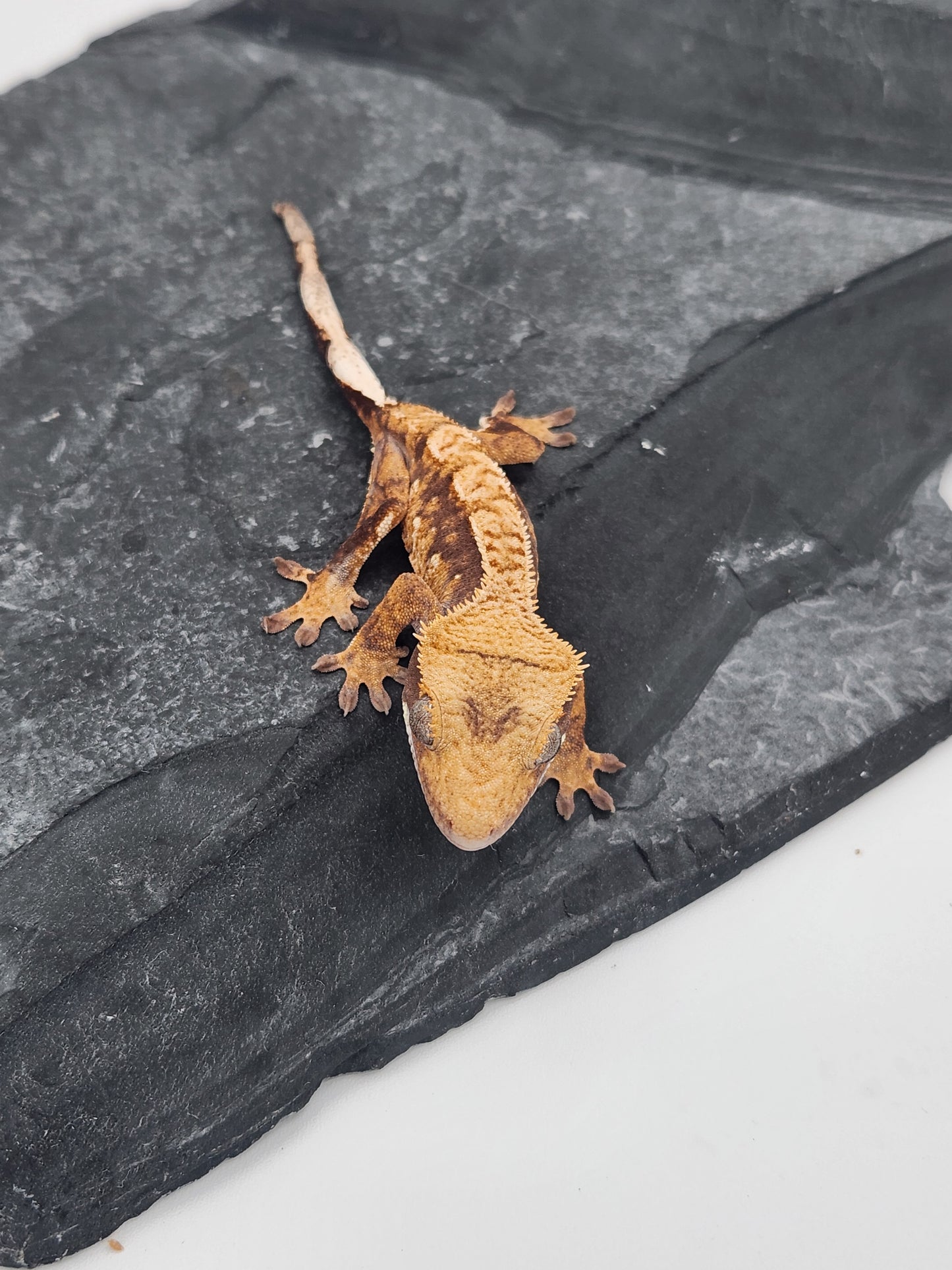 Crested Gecko - Unsexed DOB 08-28-24 (Mark Pink x Origin)