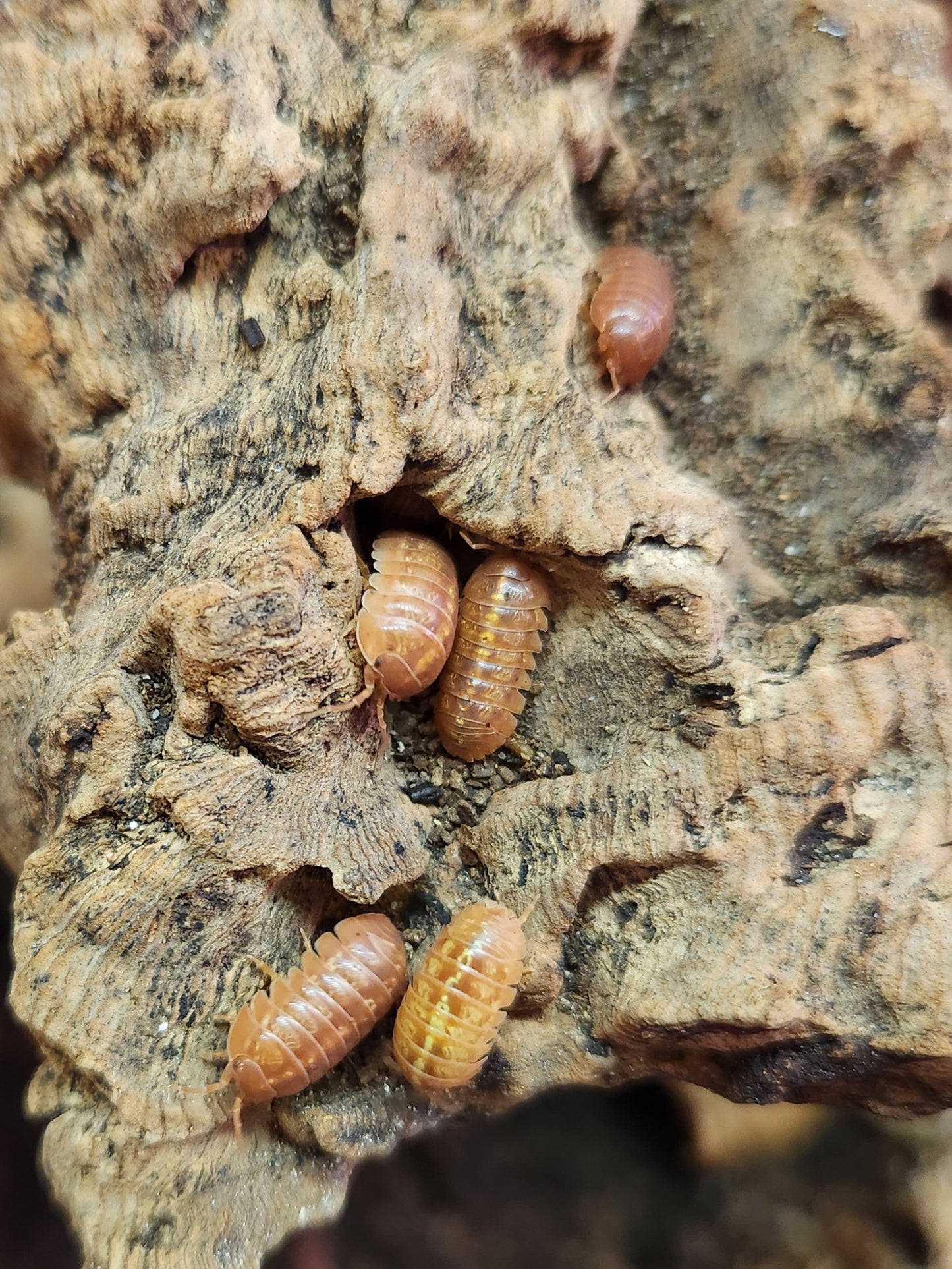 Isopod - Armadillidium vulgare - "Orange Vigor" Common Roly - 12 count