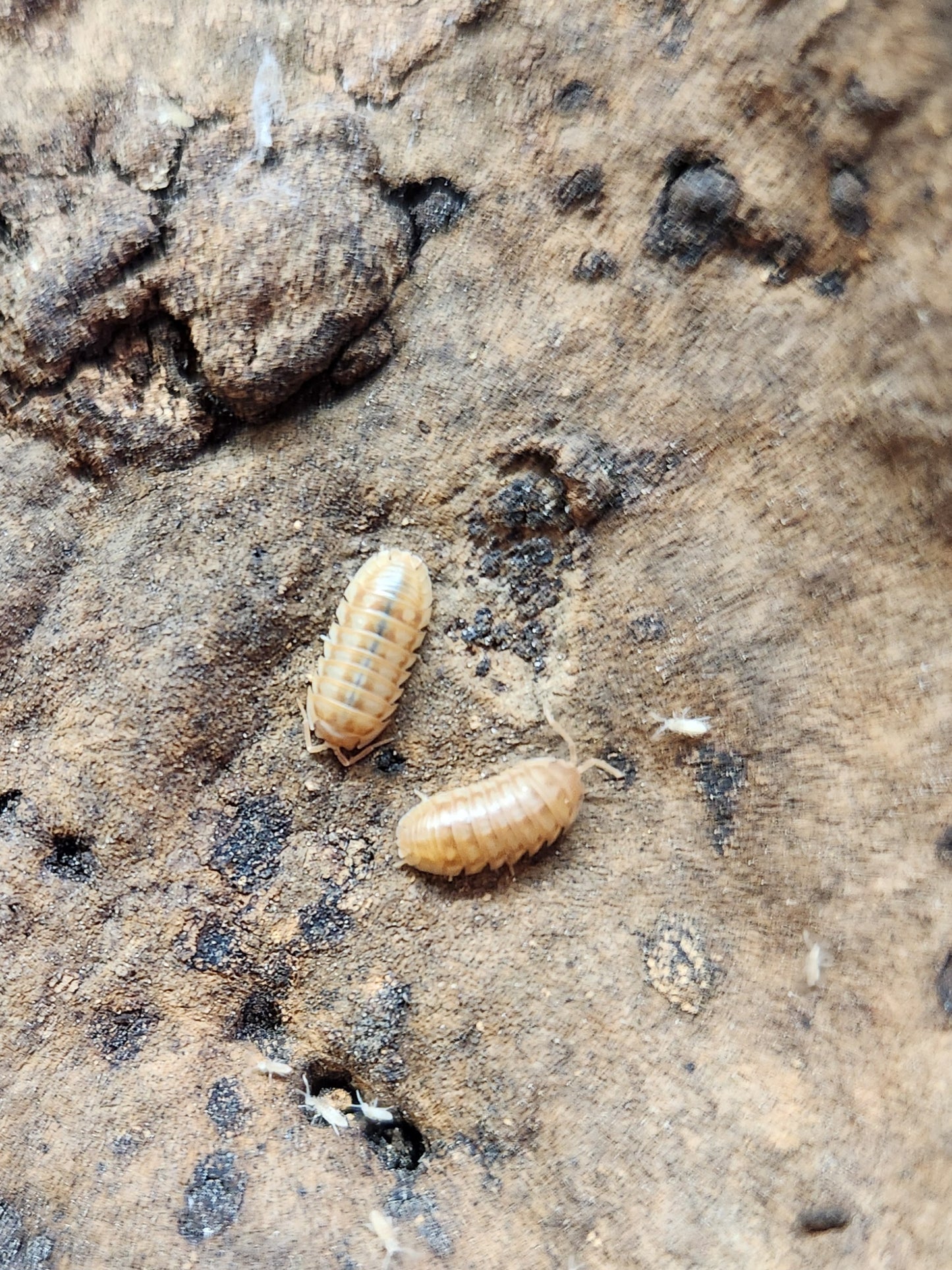 Isopod - Armadillidium nasatum - Nosy Roly "Peach" - 12 count