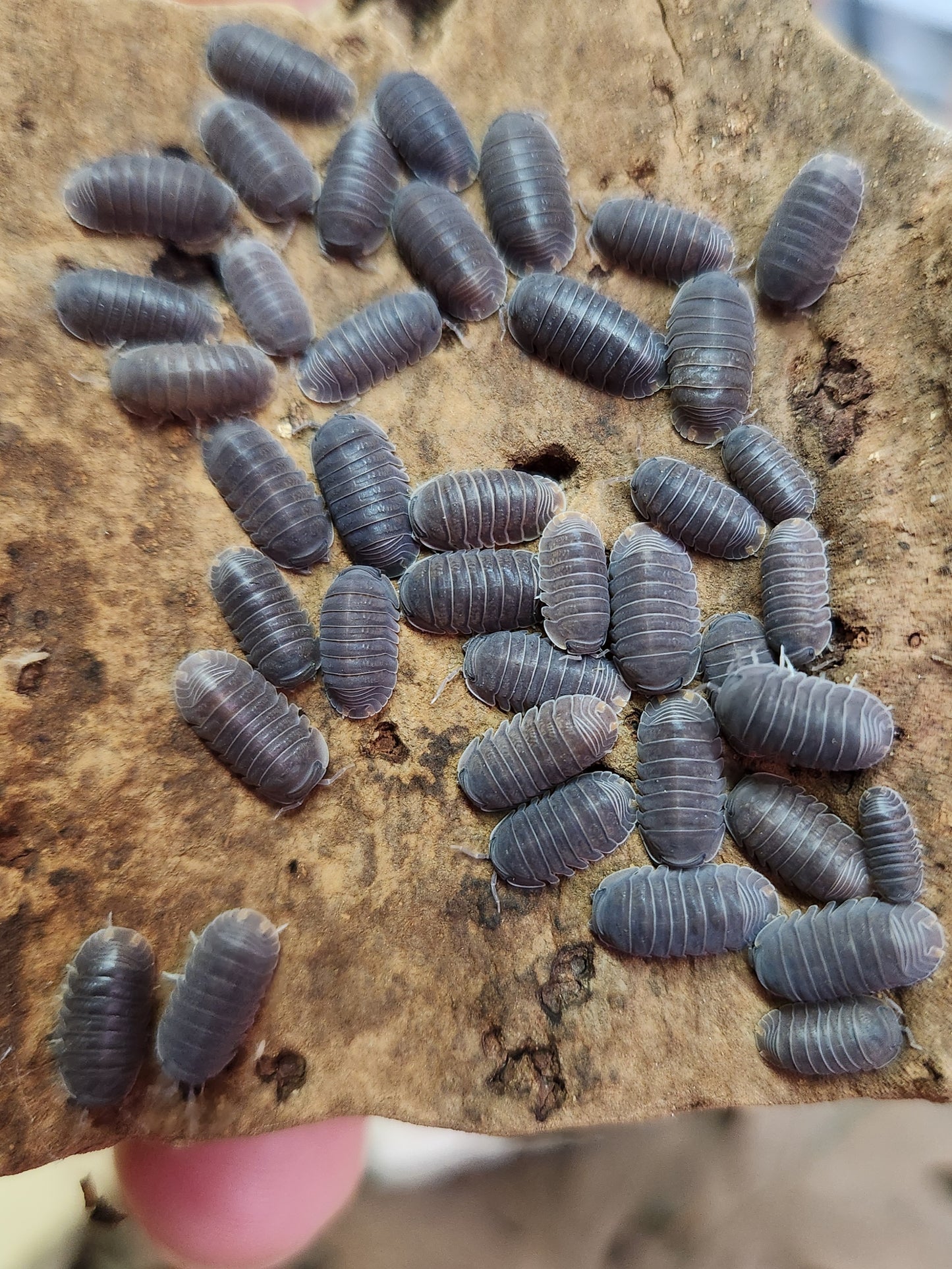 Isopod - Cubaris sp. "Borneo" - 12 count