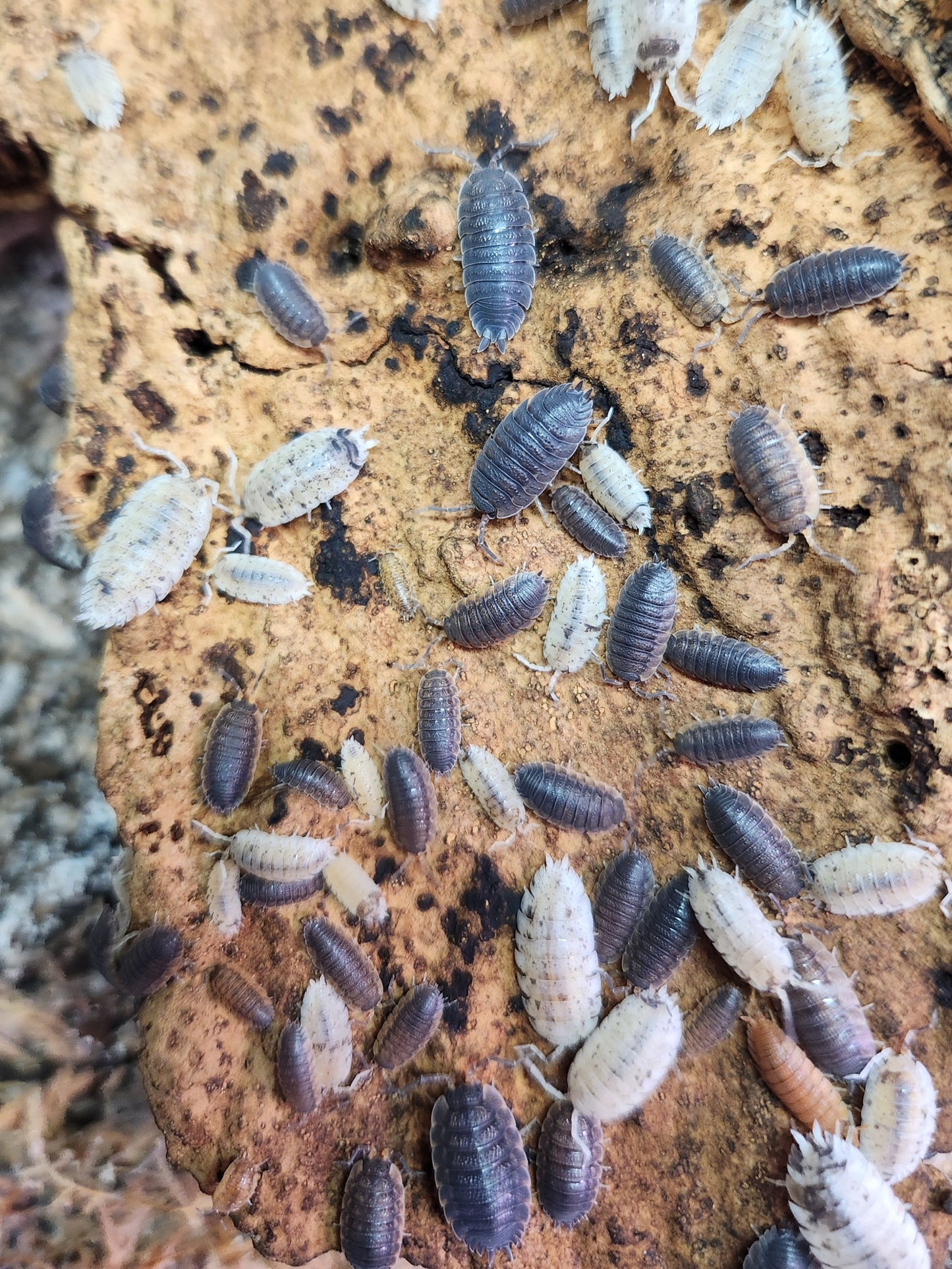 Isopods - Porcellio scaber - "Party Mix" - 12 count