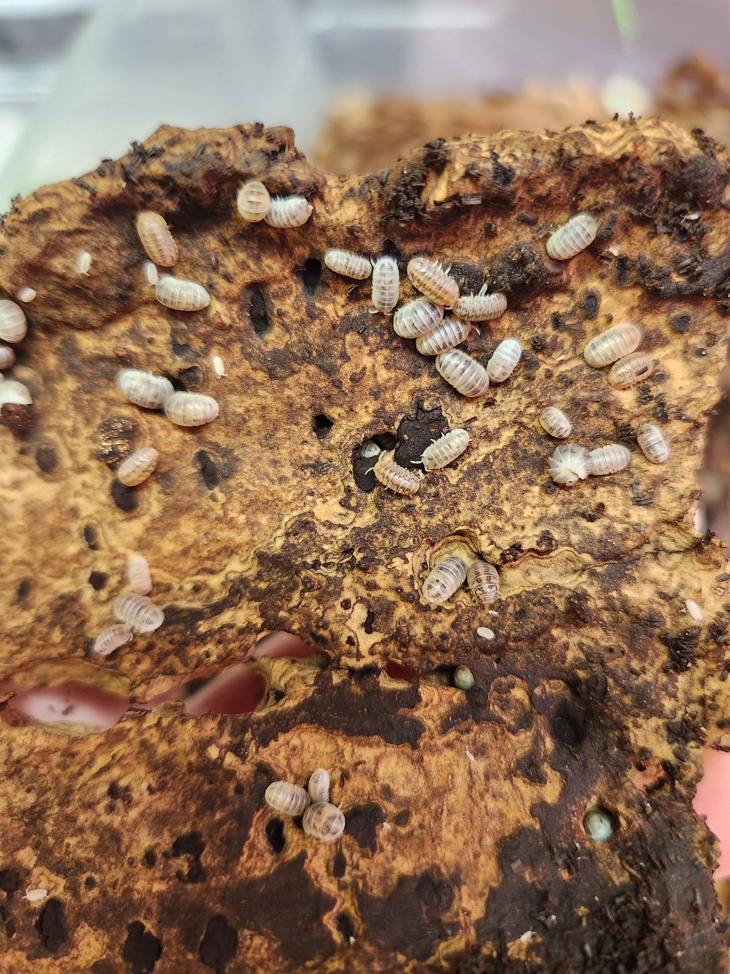 Isopods - Venezillo parvus - "Dalmatian Dwarf Roly" - 20 count