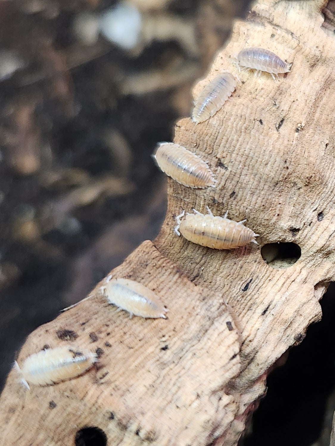 Isopods - Agabiformius lentus - "Persimmon" Dwarf - 20 count