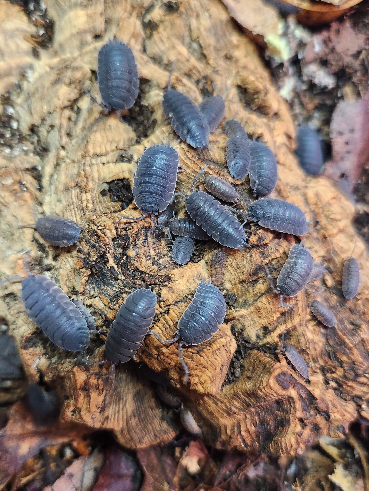 Isopods - Porcellio scaber - "Rough Isopod" - 12 count