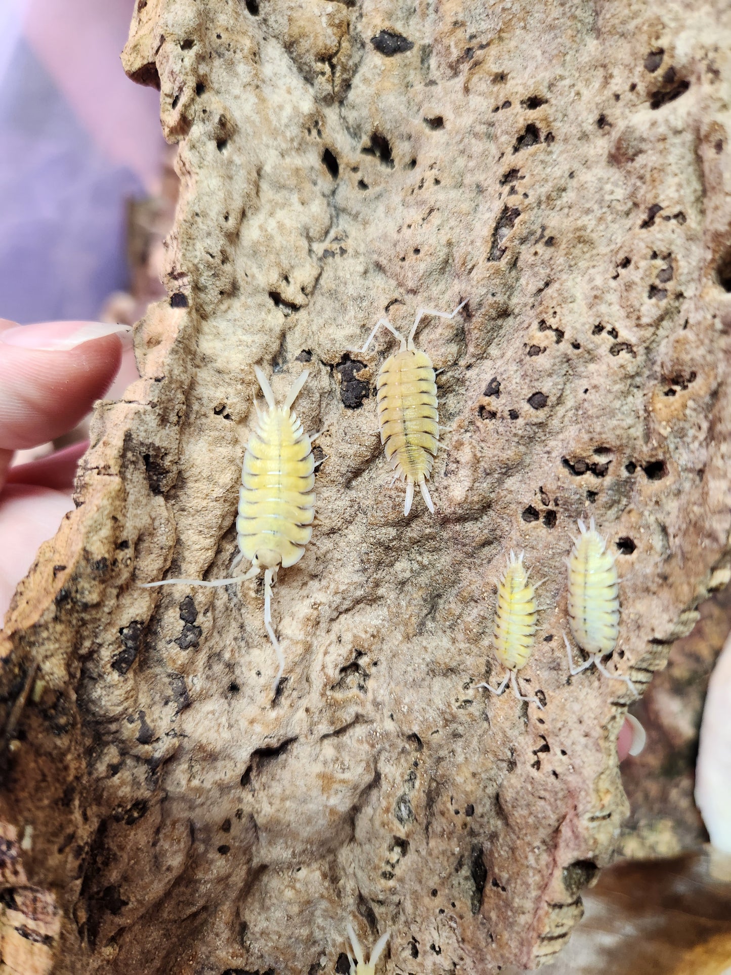 Isopods - Porcellio bolivari - "Yellow Ghost" - 5 count