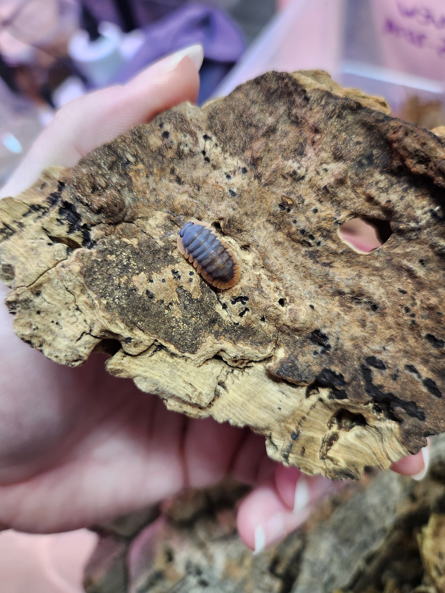 Isopods - Cubaris sp. - "Japanese Red Edge" - 12 count