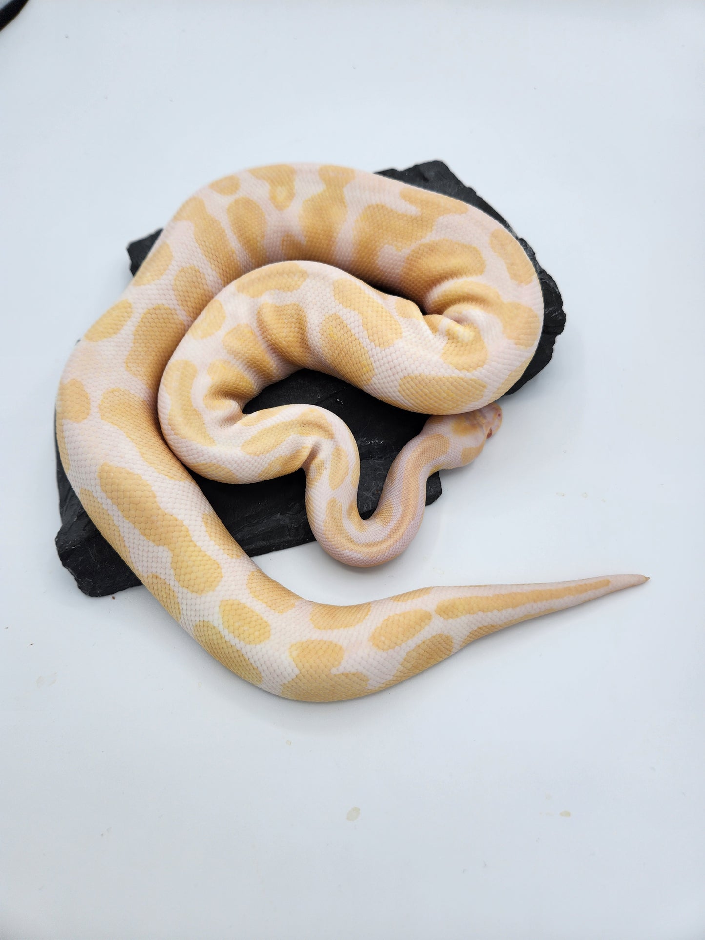 Snake - Ball Pythons - Albino Leopard H Pied M