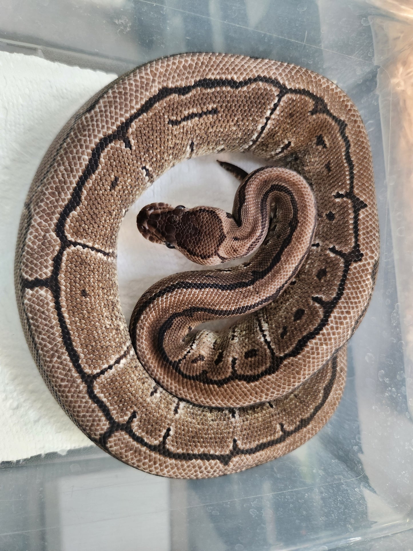 Snake - Ball Python - SOLD - VPI Pinstripe - Male