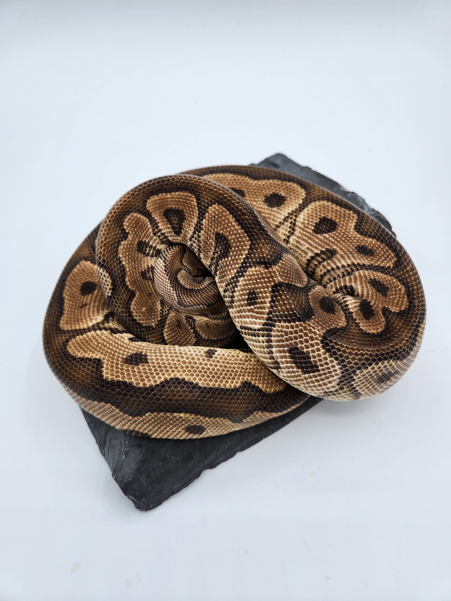 Snake - Ball Pythons - Clown - Female