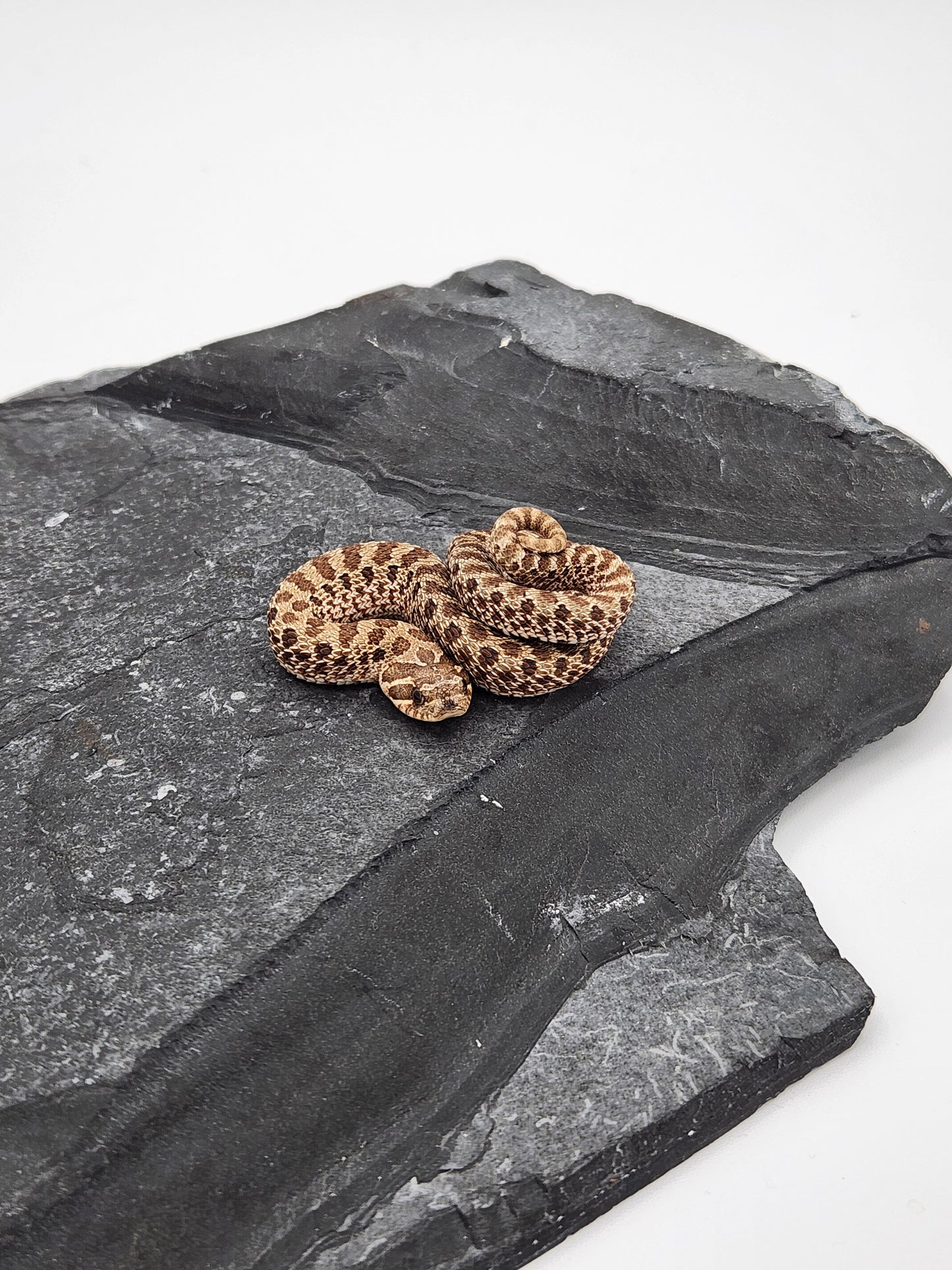 Snake - Hognose - Normal Het Lavender - Female