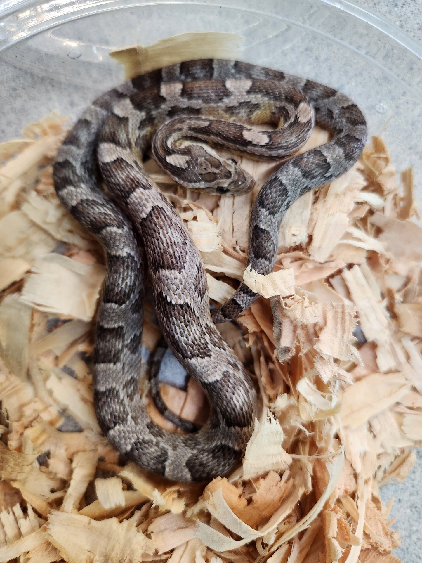 Snake - Corn Snake - Anery Het Amel/Diffused/Strawberry/Motley - Female