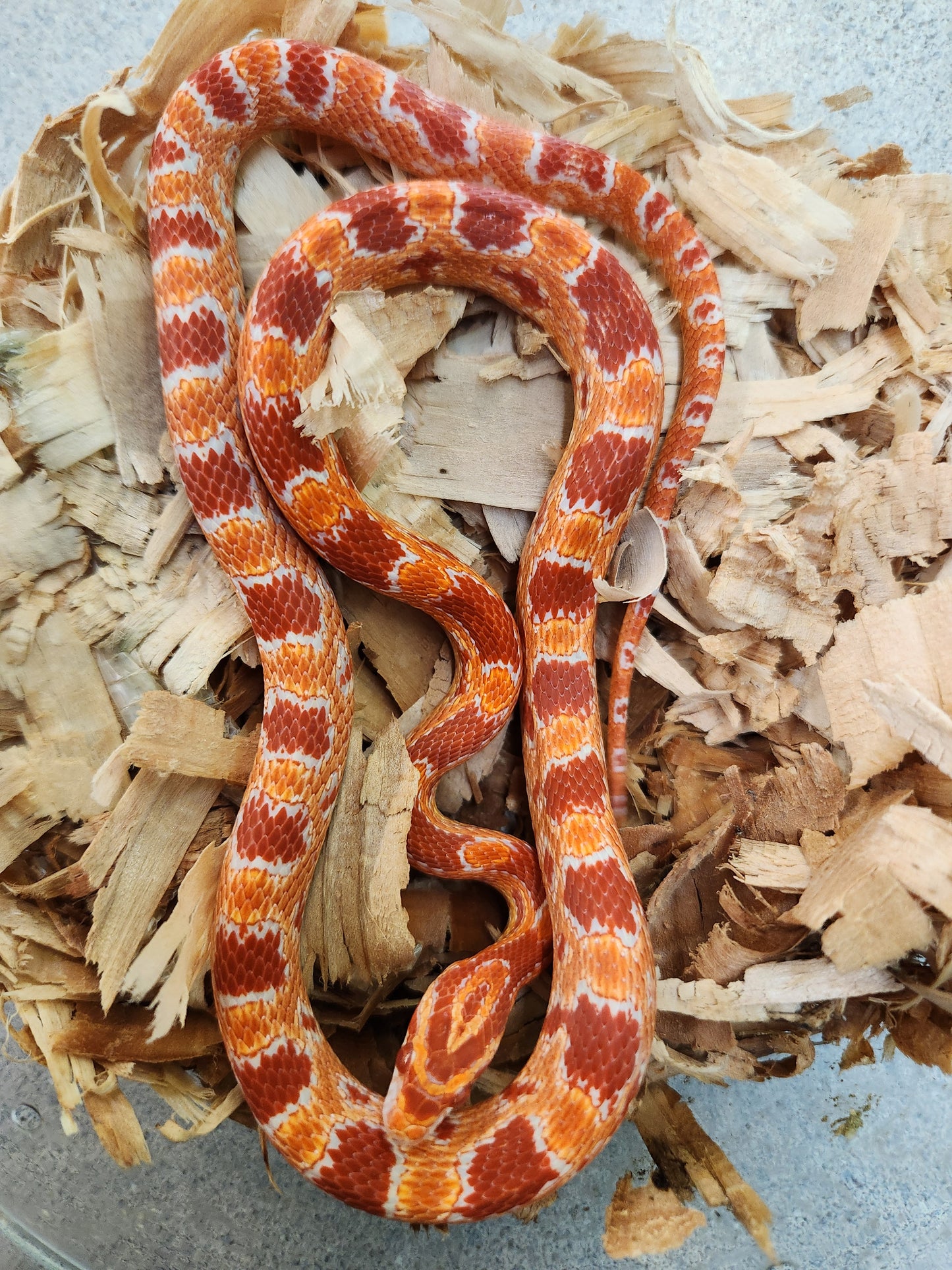 Snake - Corn Snake - Red Factor Amel Sunrise P/H Kastanie - Male