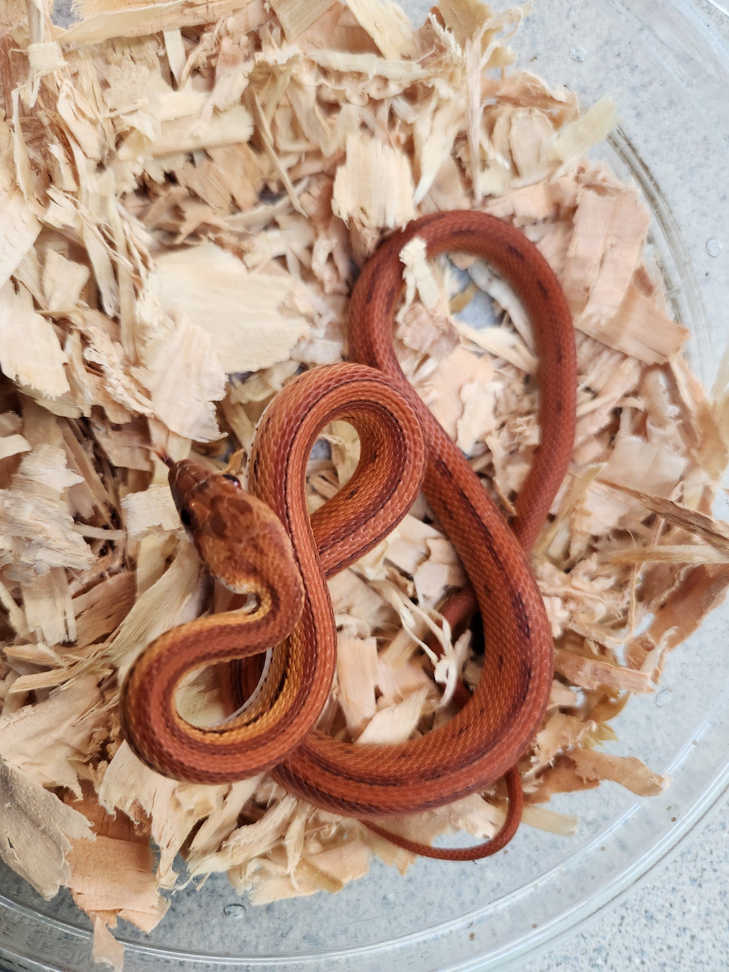 Snake - Corn Snake - Red Factor Stripe 100% Het Redcoat / 66% Het Lava - Male