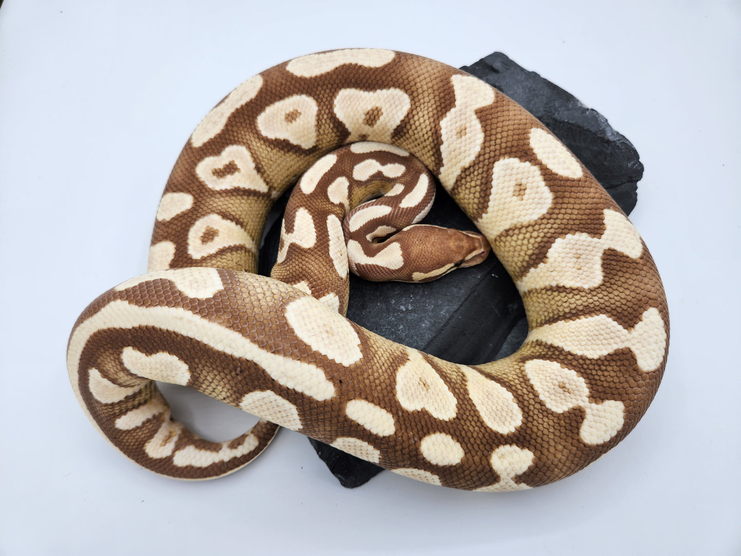 Snake - Ball Python - Banana Mojave - Female