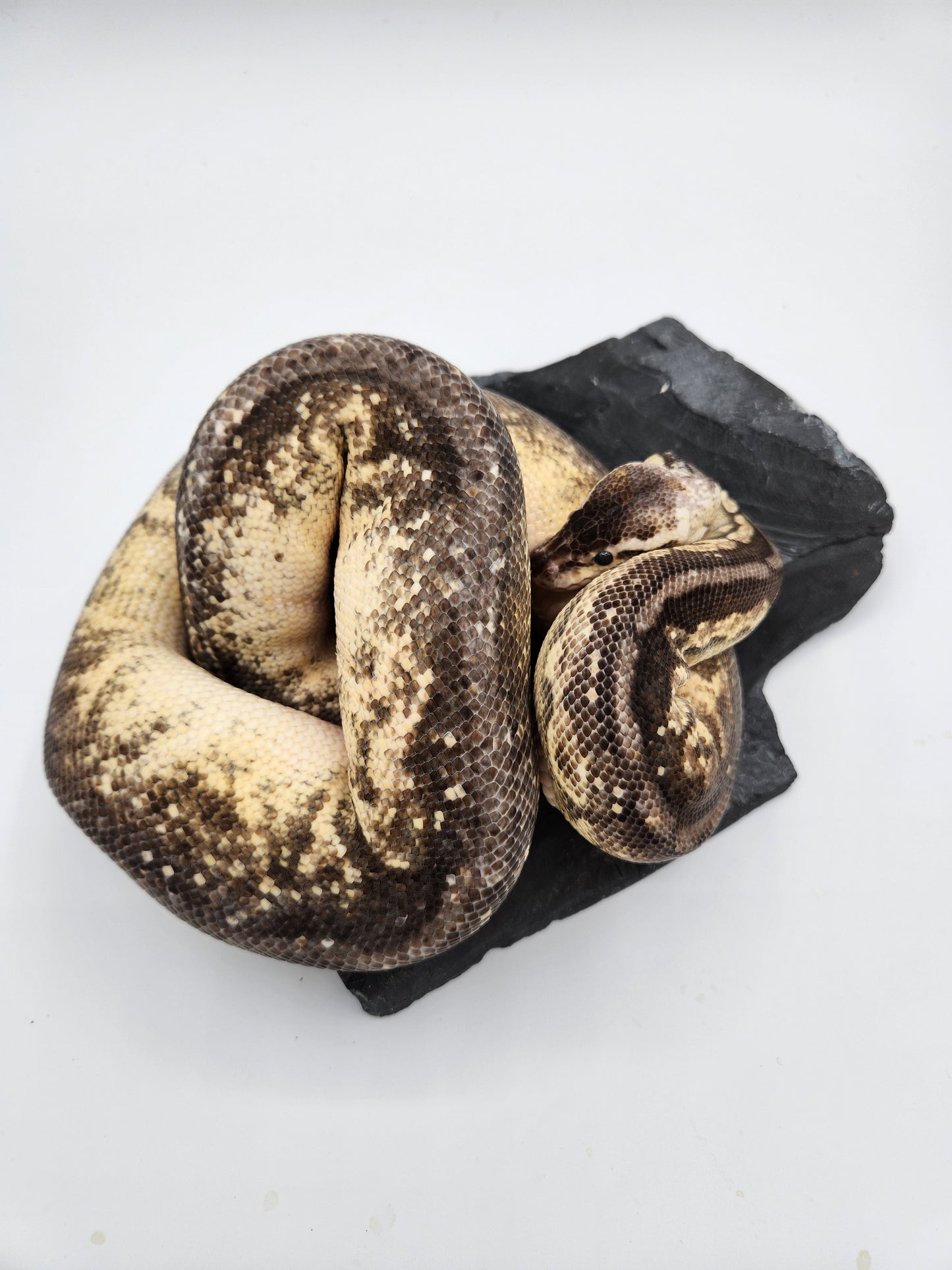 Snake - Ball Python - Pewter Fire - Female