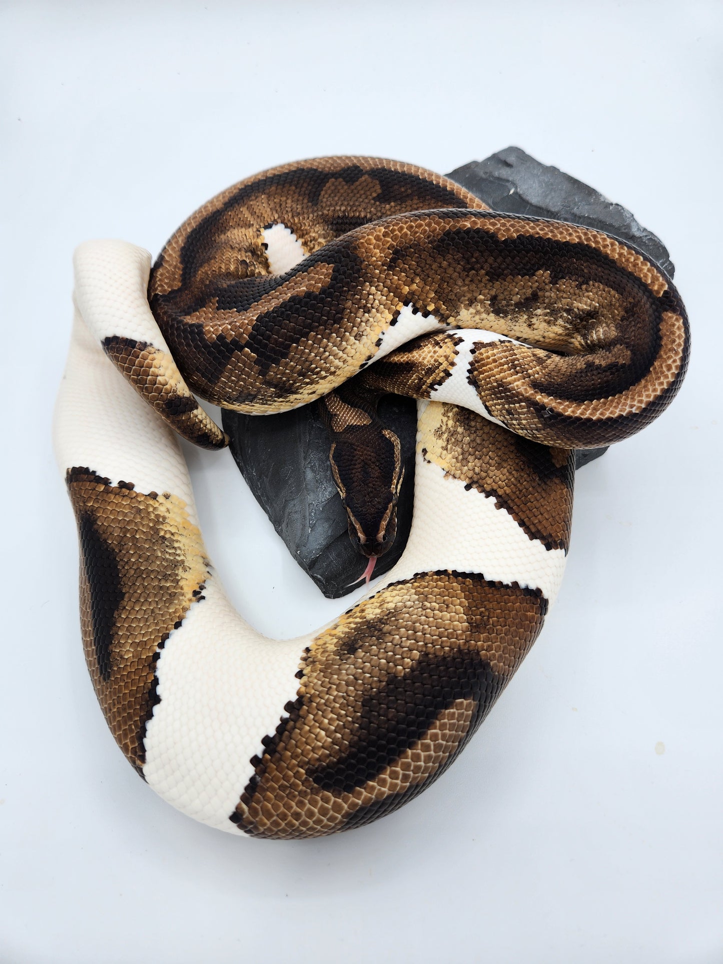 Snake - Ball Python - Pied H/VPI 50% PH/Alb - Proven Breeder - Male