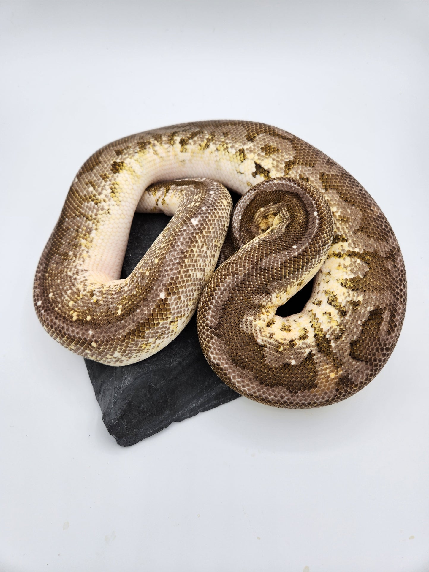 Snake - Ball Python - SOLD - Fire Orange Dream Pewter - Proven Breeder - Male