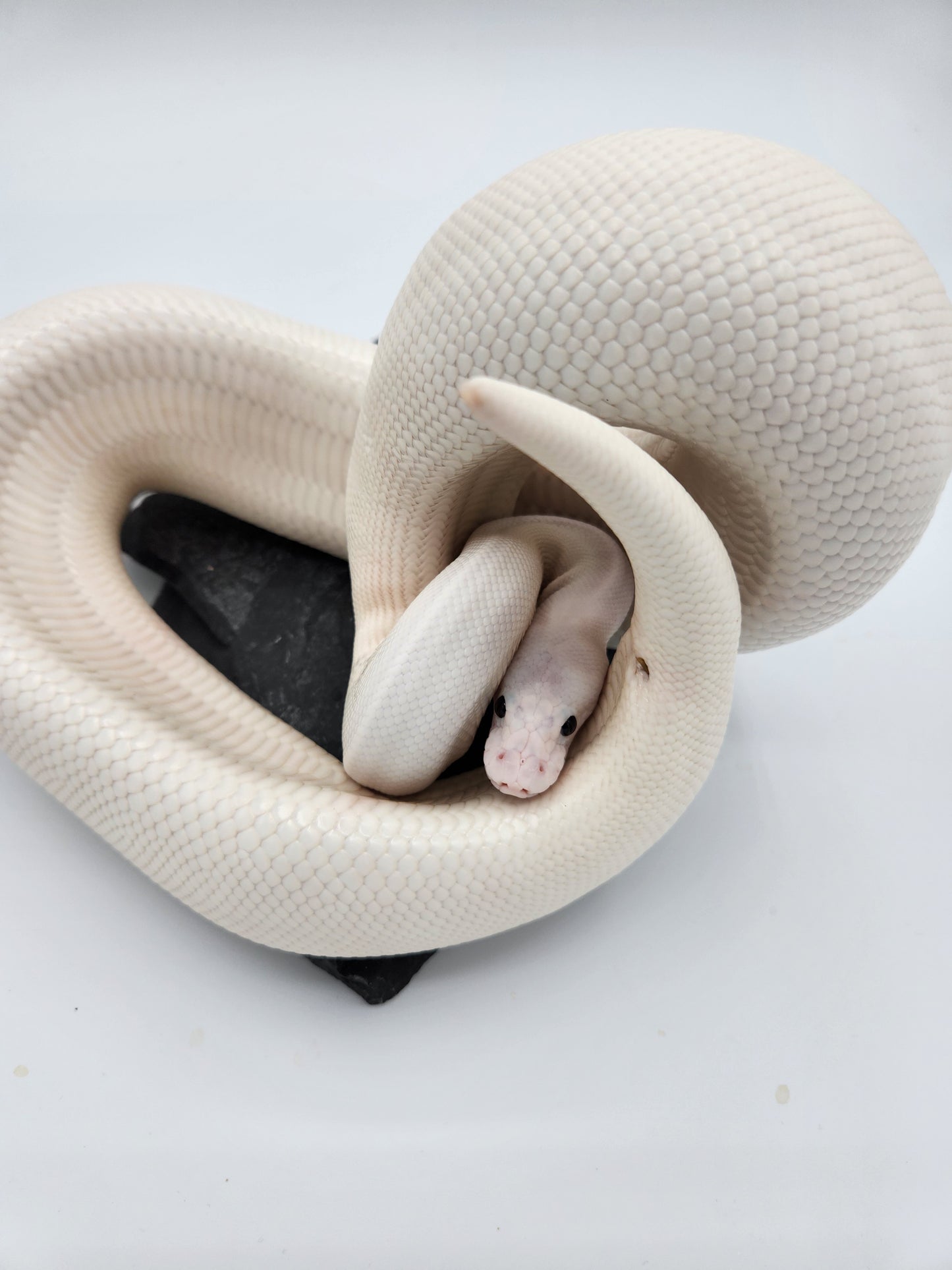 Snake - Ball Python - Super Fire Pos Garg/Pewter/KP "Hisstopher Robin" - Male