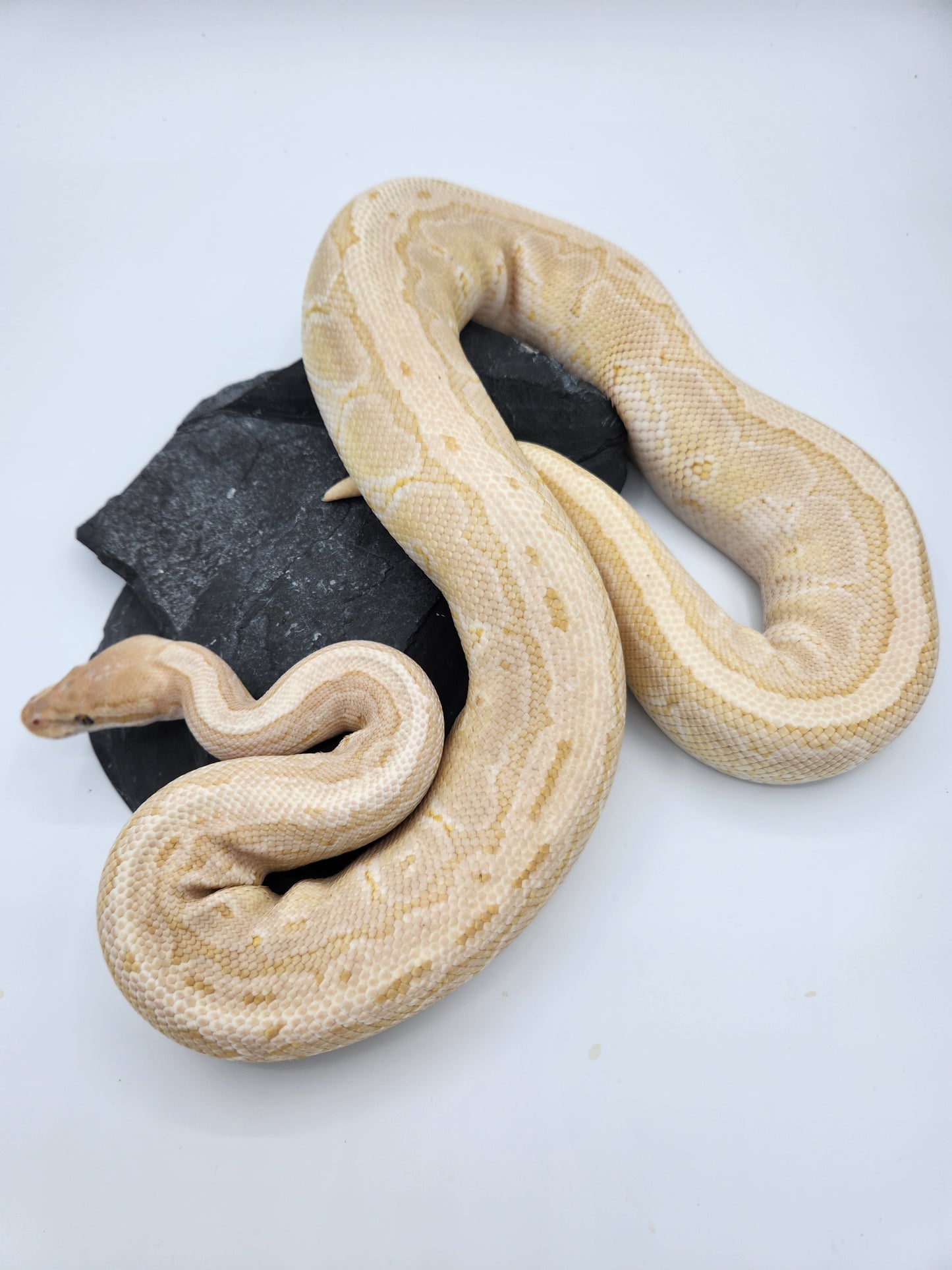 Snake - Ball Python - Banana Mojave Pinstripe "Shannon" - Male