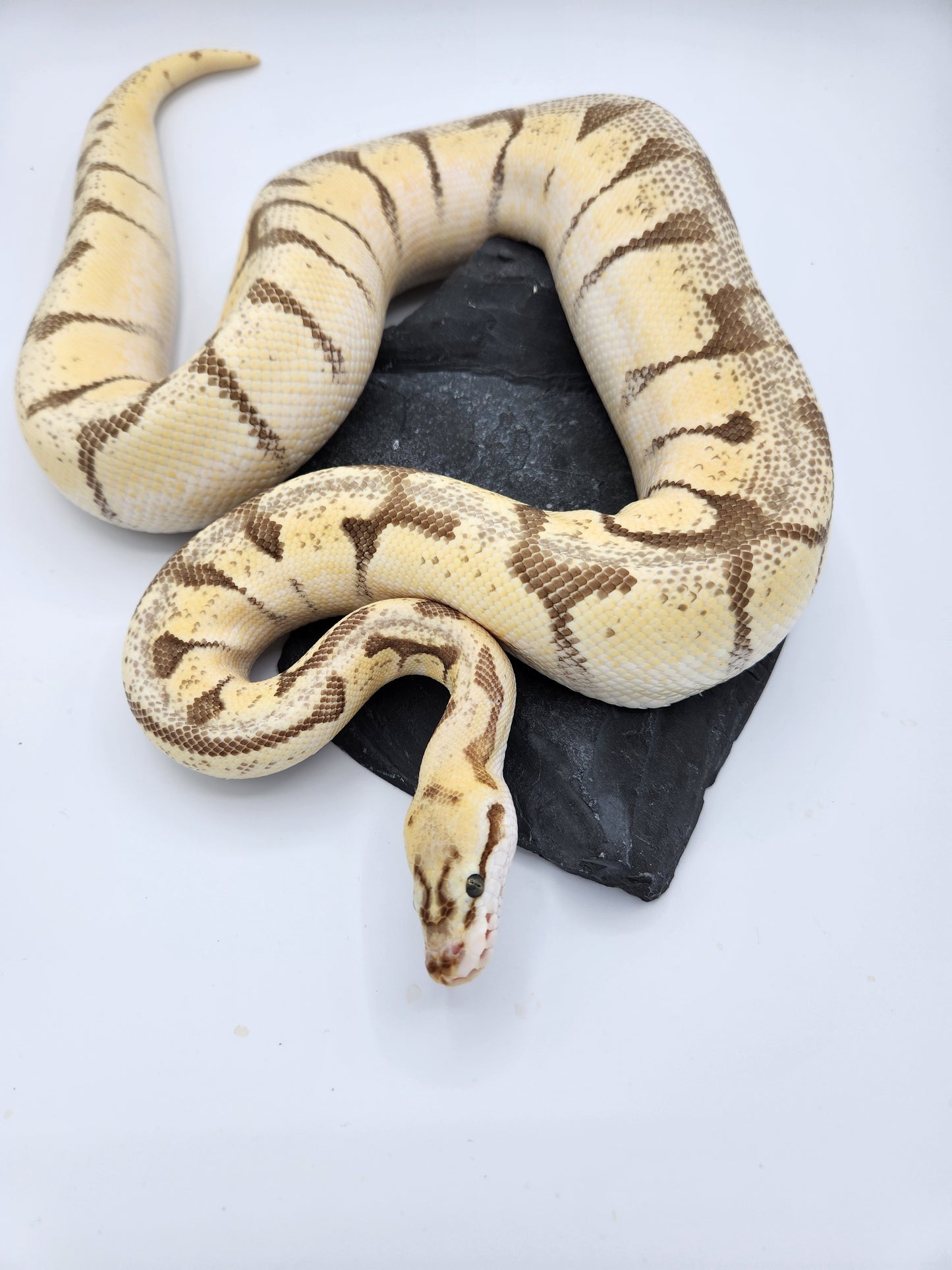 Snake - Ball Python - "Limona" Bumblebee Enchi Vanilla Pos Lesser Pos Volta - Female
