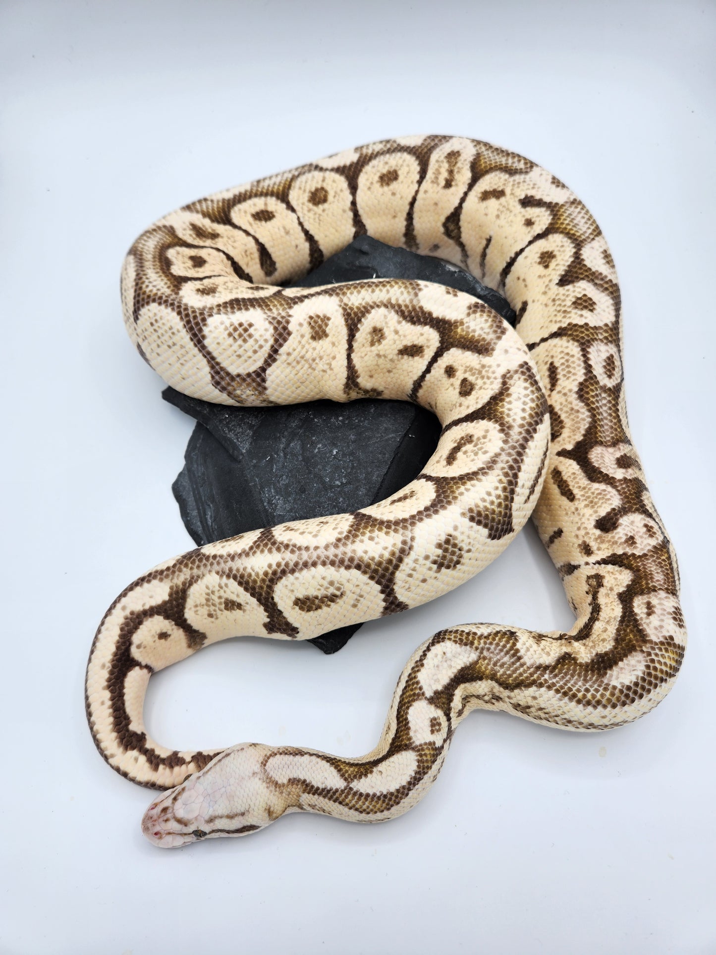 Snake - Ball Python - "Vanilla Bean" - Pastel Super Vanilla - Proven Breeder - Male
